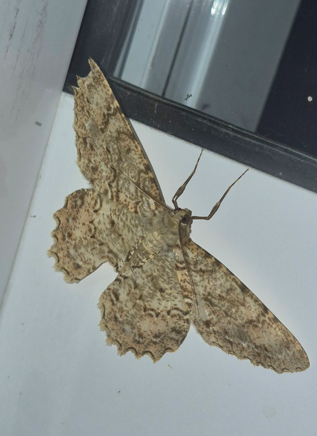 Epimecis puellaria, insetos, fotografado em Maresias, São Sebastião