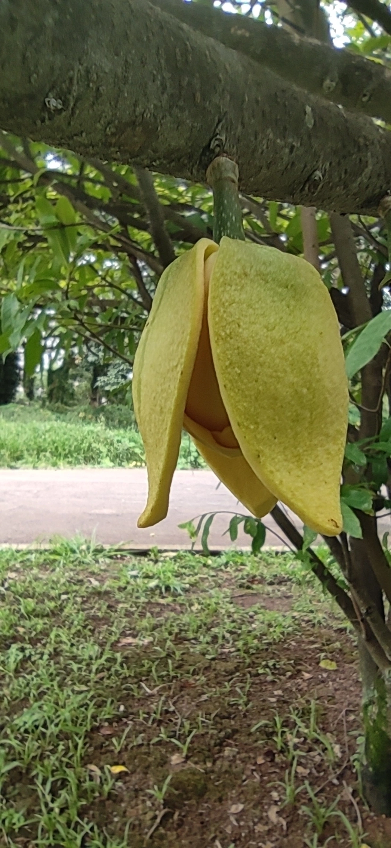 Marolo (Annona crassiflora), plantas, fotografado em Vila Santo Estevão, São Paulo