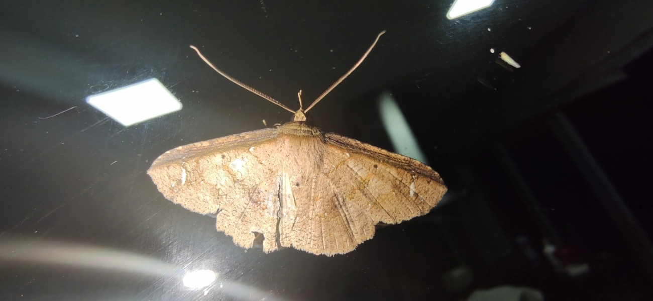 Oxydia, insetos, fotografado em Maresias, São Sebastião