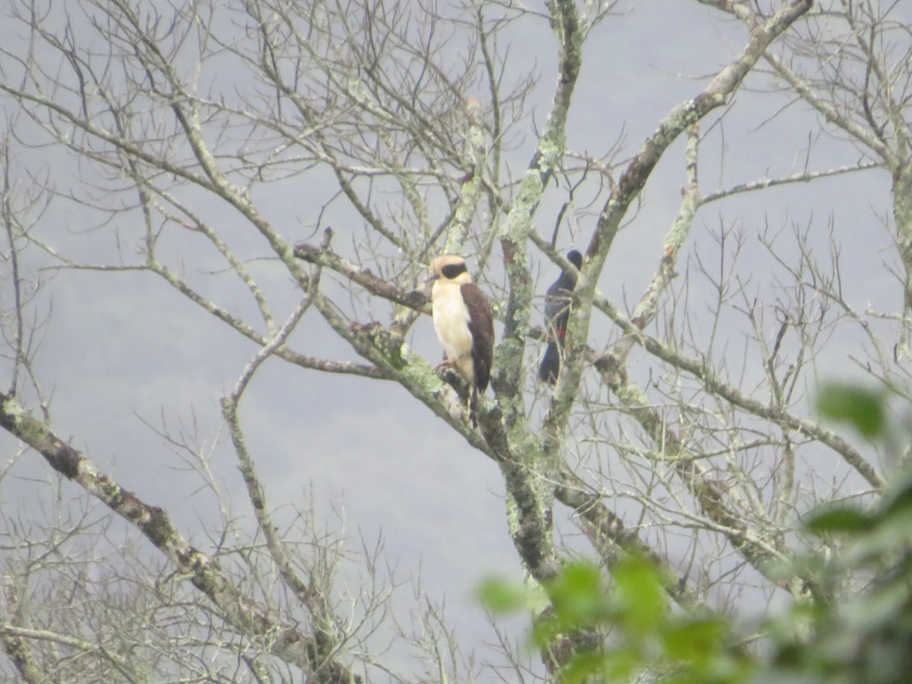 Acauã (Herpetotheres cachinnans), aves, fotografado em Maresias, São Sebastião