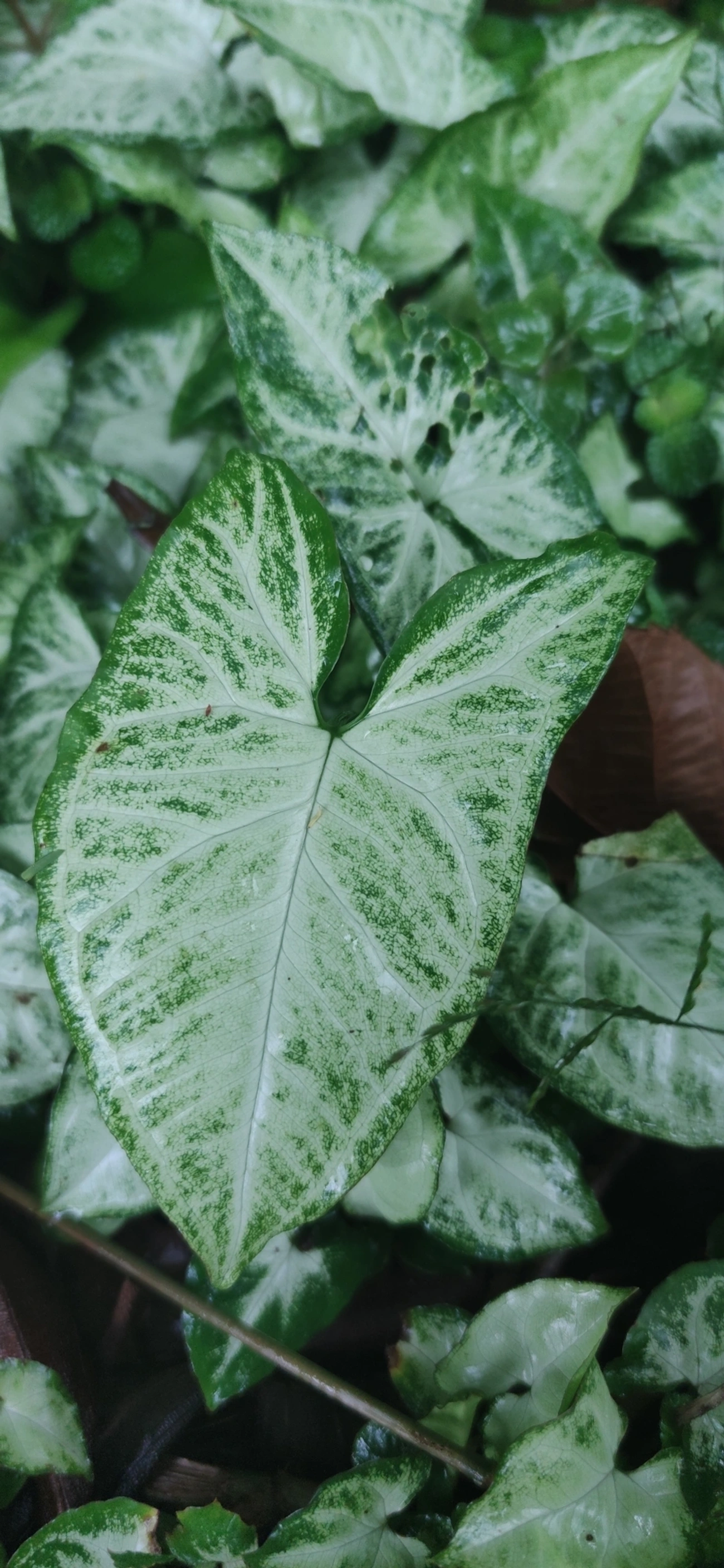 Singônio (Syngonium podophyllum), plantas, fotografado em Maresias, São Sebastião