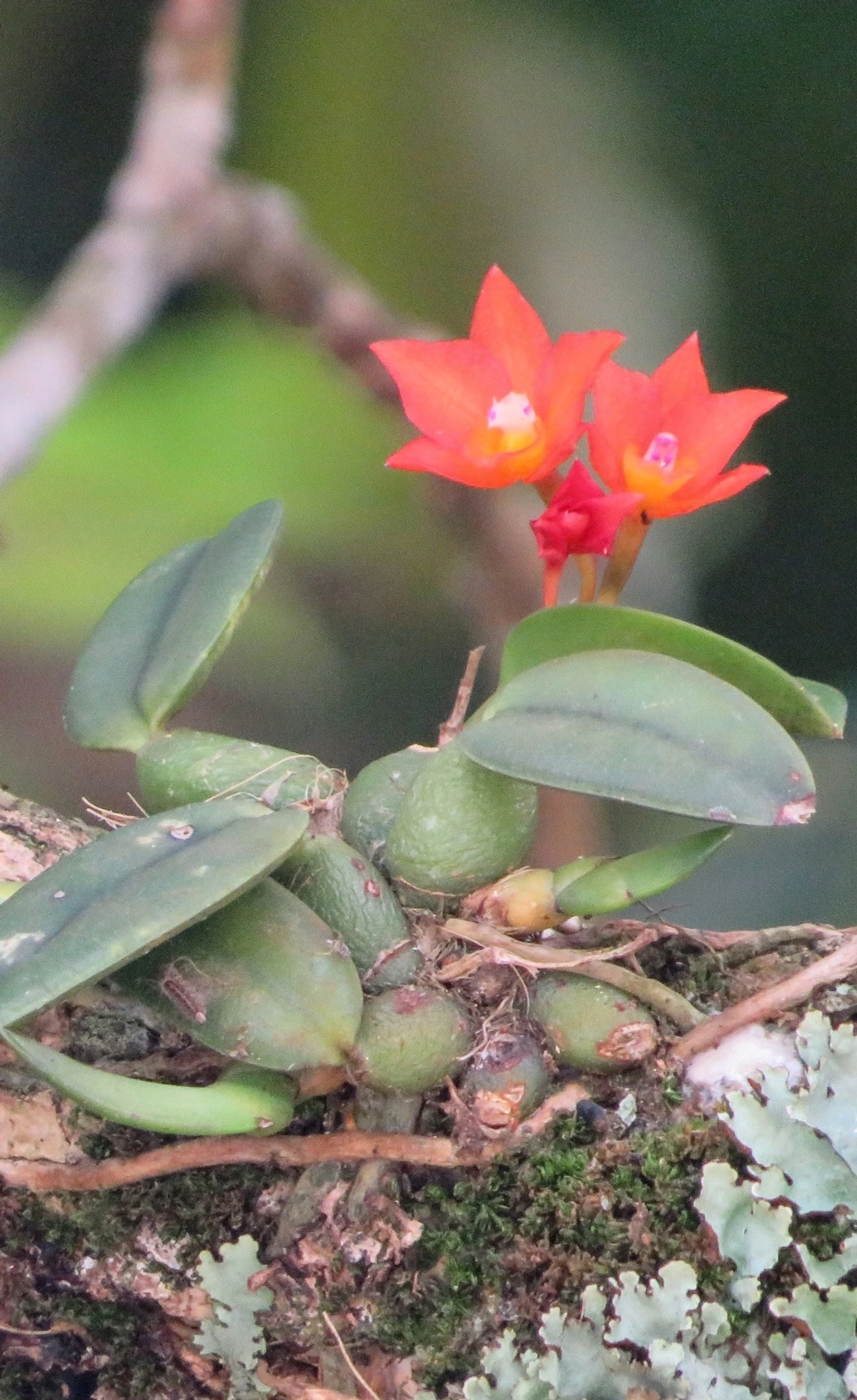 Catleia-cernua (Cattleya cernua), plantas, fotografado em Maresias, São Sebastião