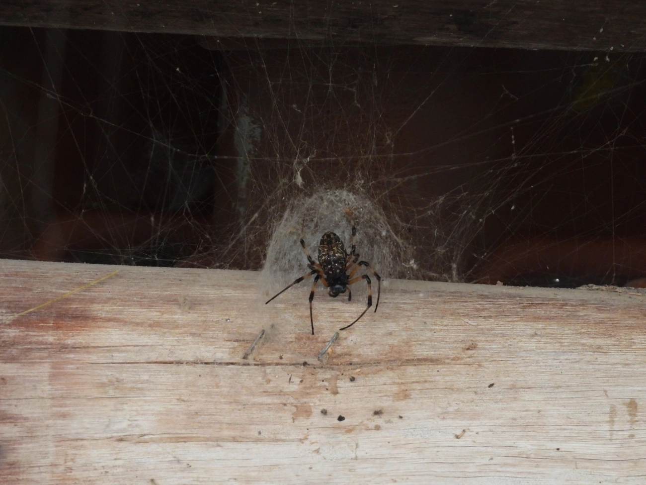 Maria-bola (Nephilingis cruentata), aracnídeos, fotografado em Catuçaba, São Luíz do Paraitinga