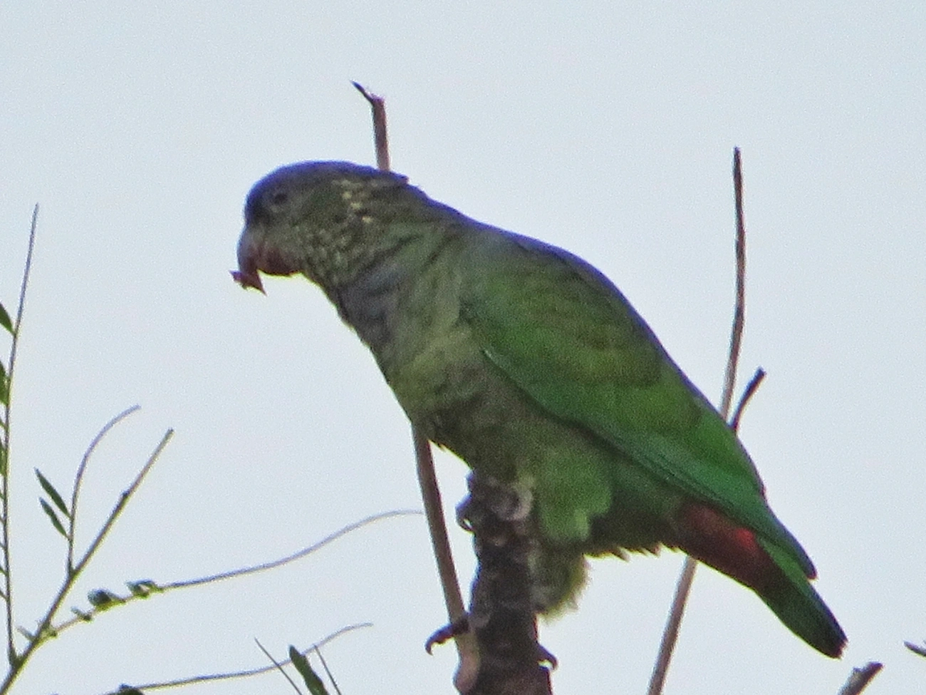 Maitaca-verde (Pionus maximiliani), aves, fotografado em Maresias, São Sebastião