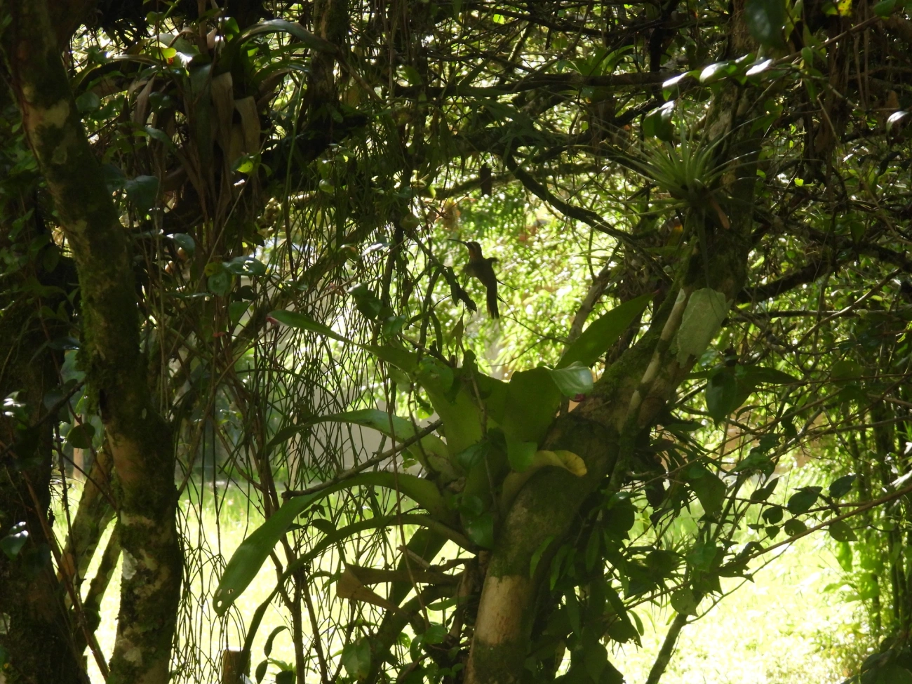 Beija-flor-do-mato (Ramphodon naevius), aves, fotografado em São Paulo