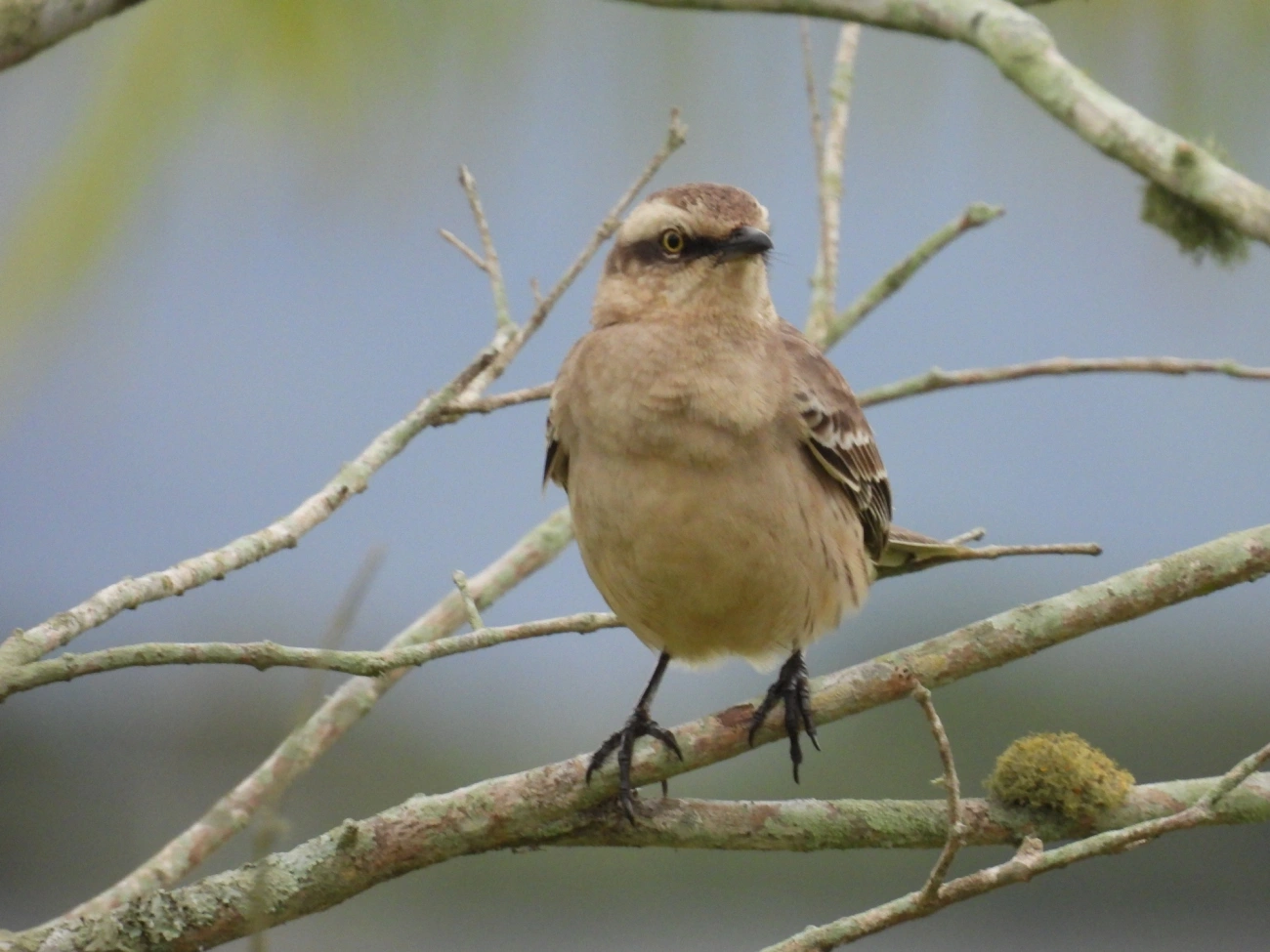 Sabiá-do-campo (Mimus saturninus), aves, fotografado em Praia da Enseada, São Sebastião
