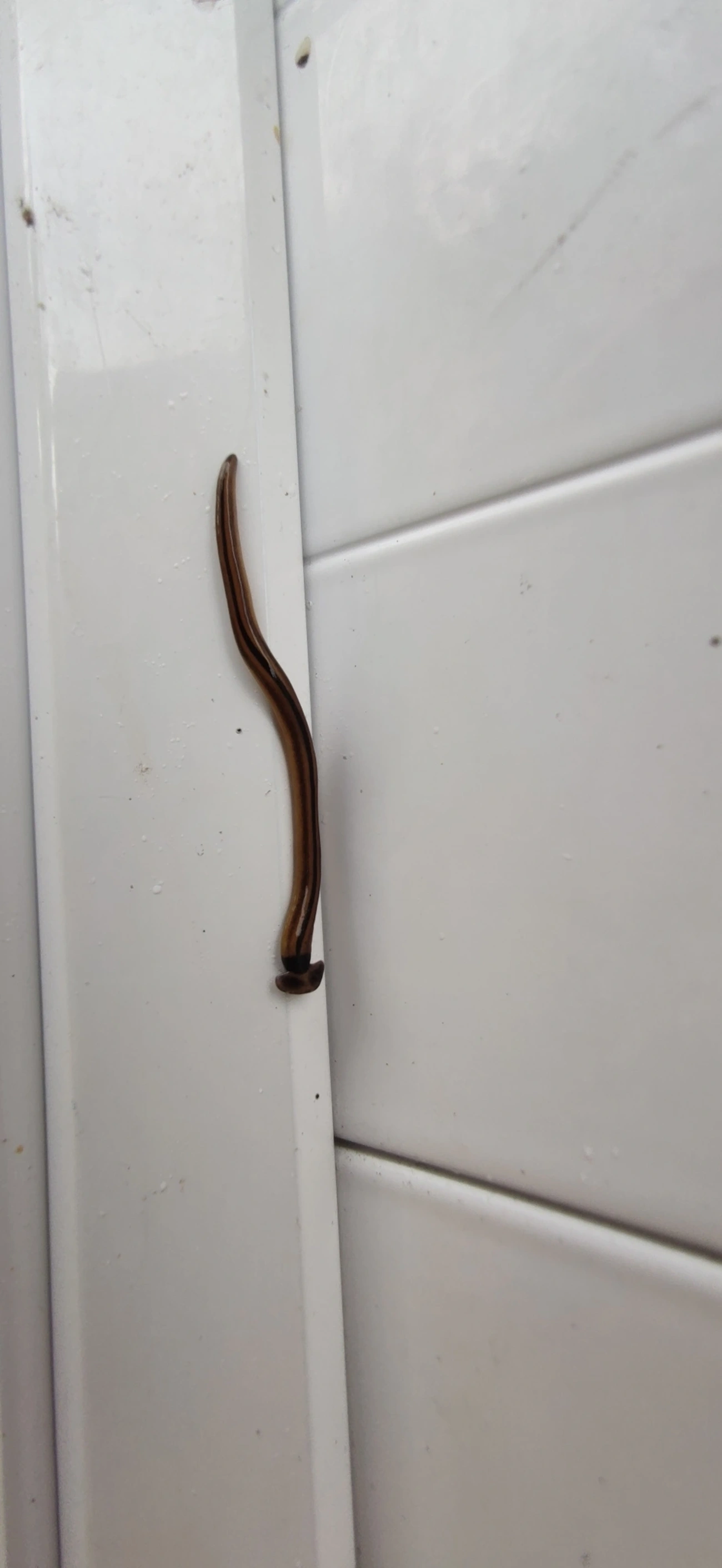 Planária-cabeça-de-martelo (Bipalium vagum), outros, fotografado em Maresias, São Sebastião