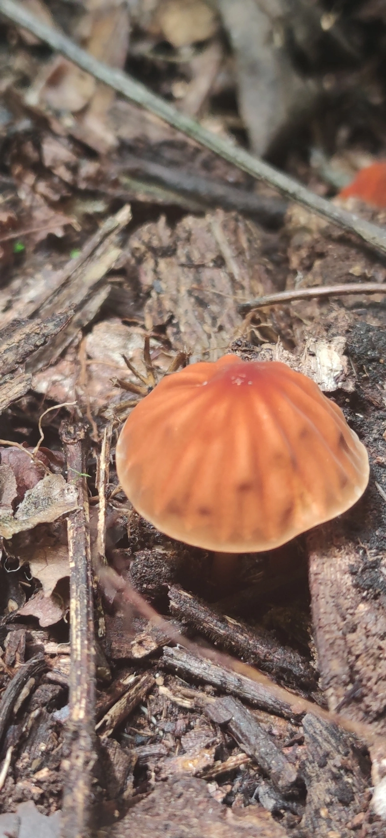 Marasmius fulvoferrugineus, fungos, fotografado em Maresias, São Sebastião