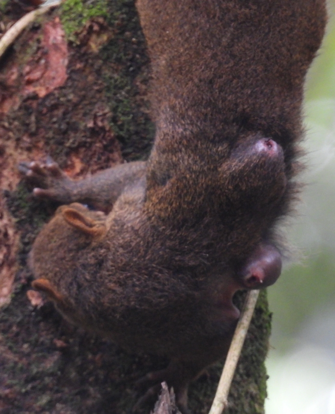 Caxinguelê (Sciurus brasiliensis), mamíferos, fotografado em Ilhabela