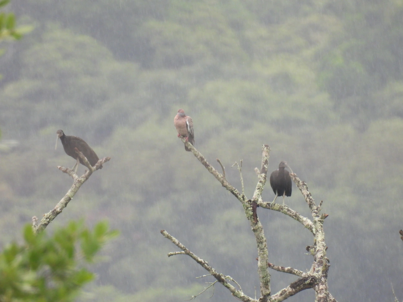 Coró-coró (Mesembrinibis cayennensis), aves, fotografado em Maresias, São Sebastião