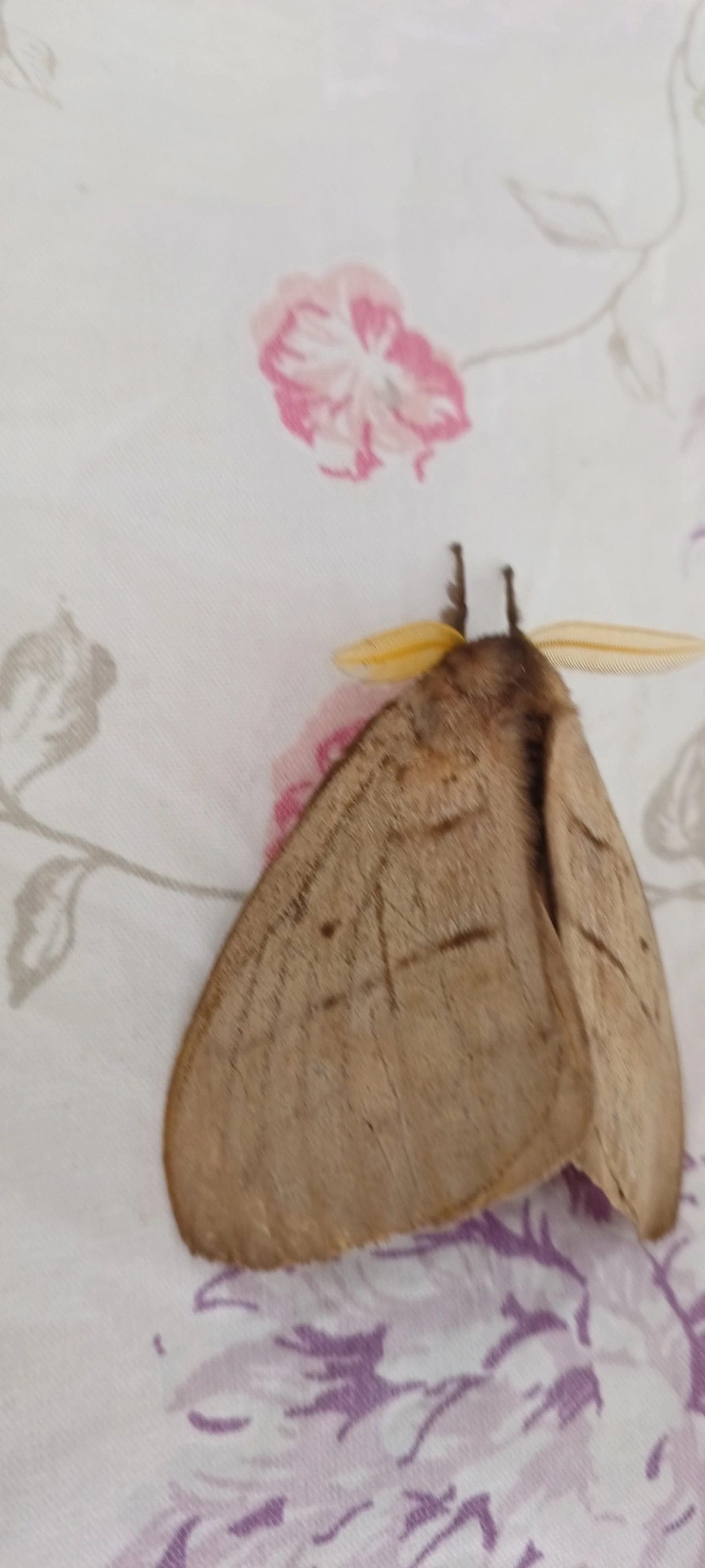 Periphoba, insetos, fotografado em Maresias, São Sebastião