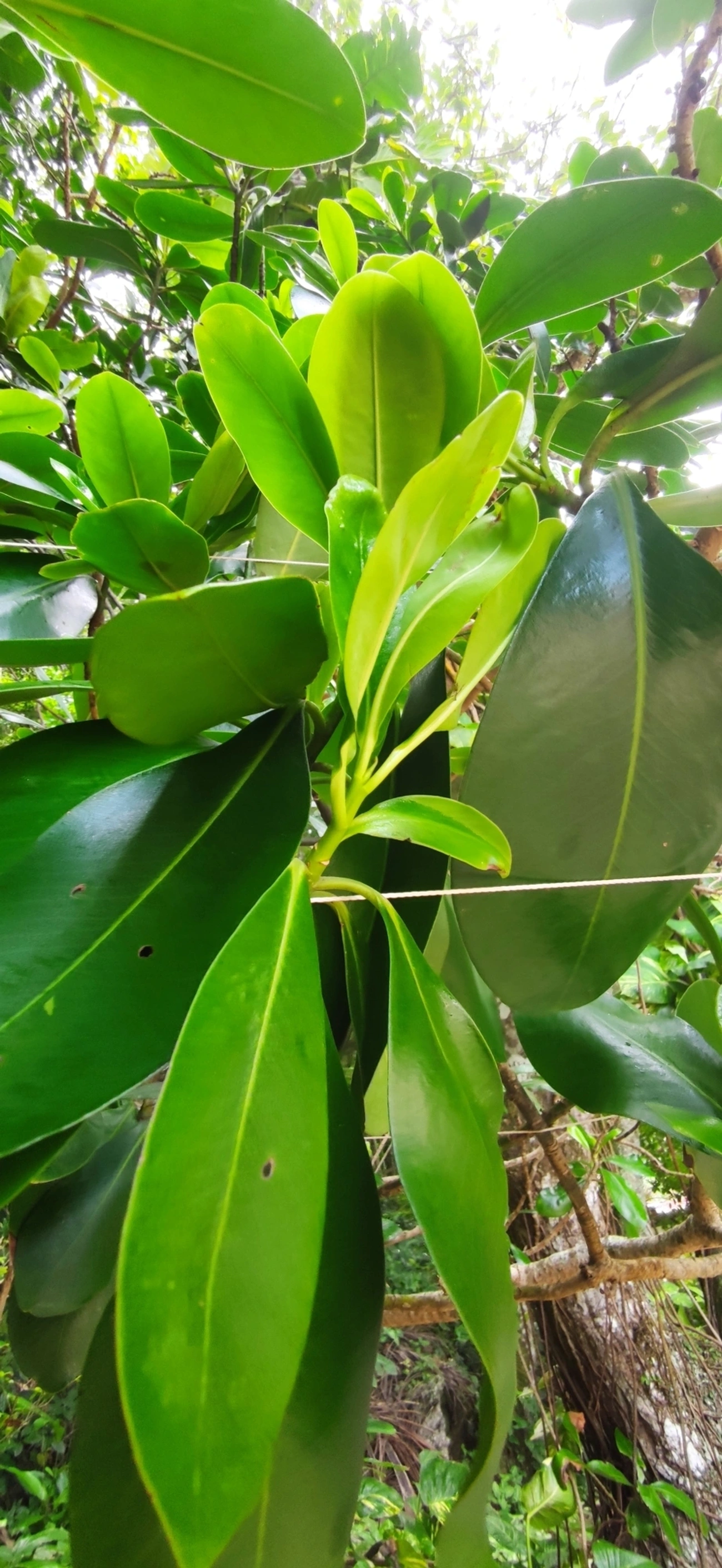 Capororoca (Myrsine umbellata), plantas, fotografado em Paúba, São Sebastião
