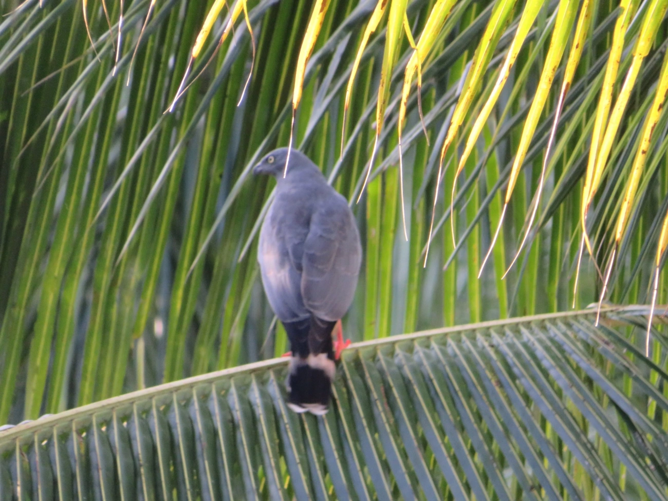 Gavião-pernilongo (Geranospiza caerulescens), aves, fotografado em Maresias, São Sebastião
