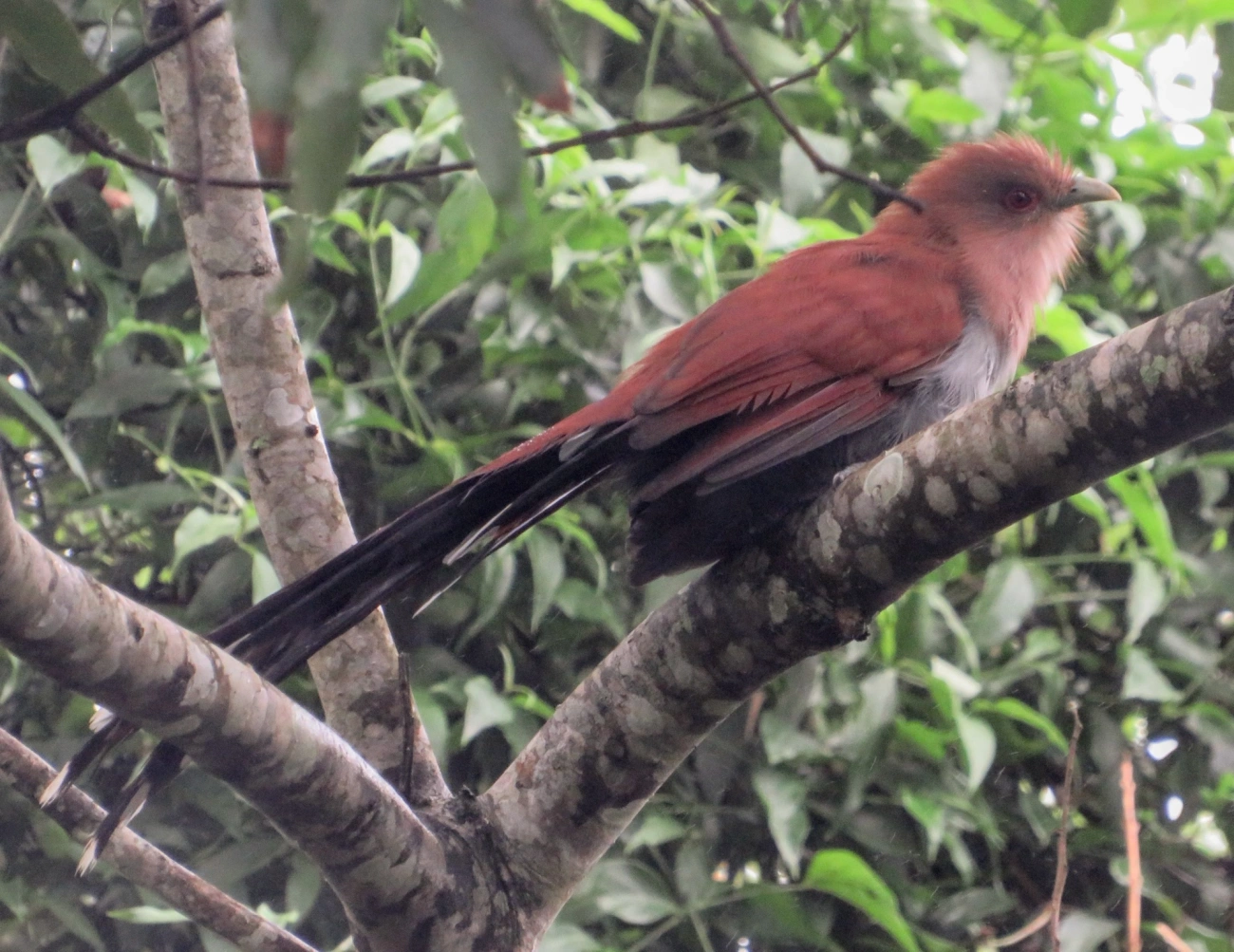 Alma-de-gato (Piaya cayana), aves, fotografado em Maresias, São Sebastião