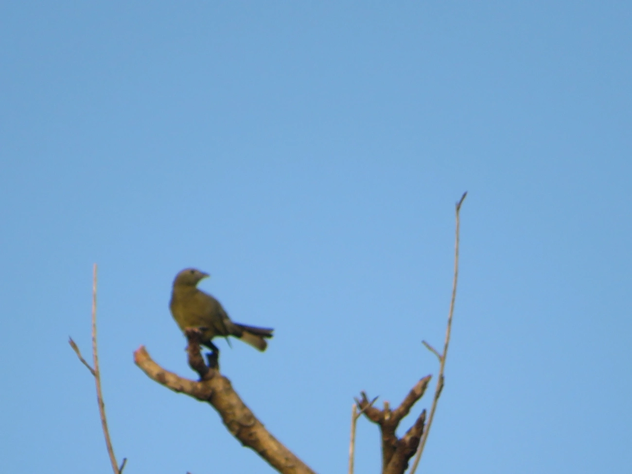 Sanhaço-do-coqueiro (Thraupis palmarum), aves, fotografado em Maresias, São Sebastião