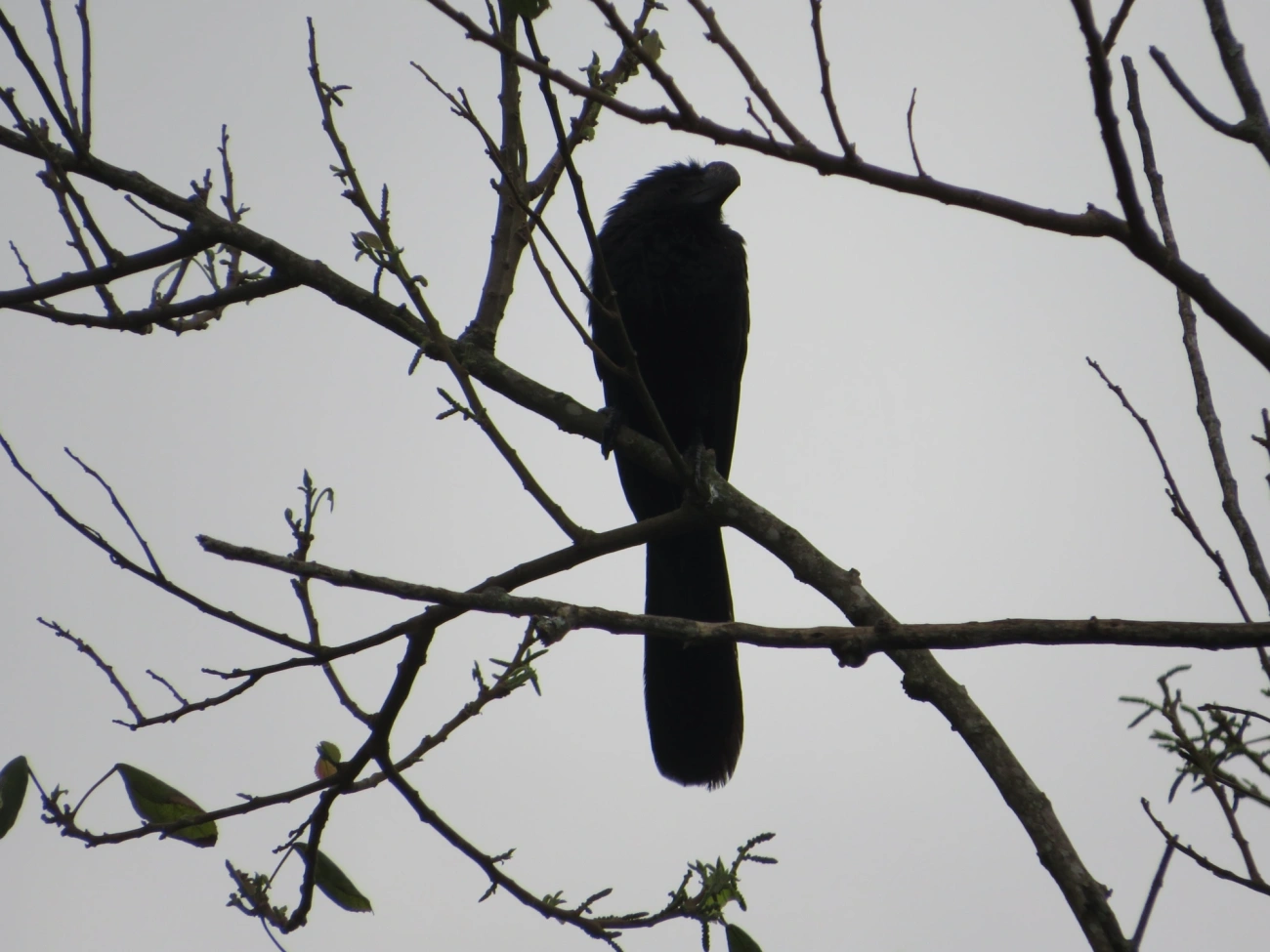 Anu-preto (Crotophaga ani), aves, fotografado em Maresias, São Sebastião