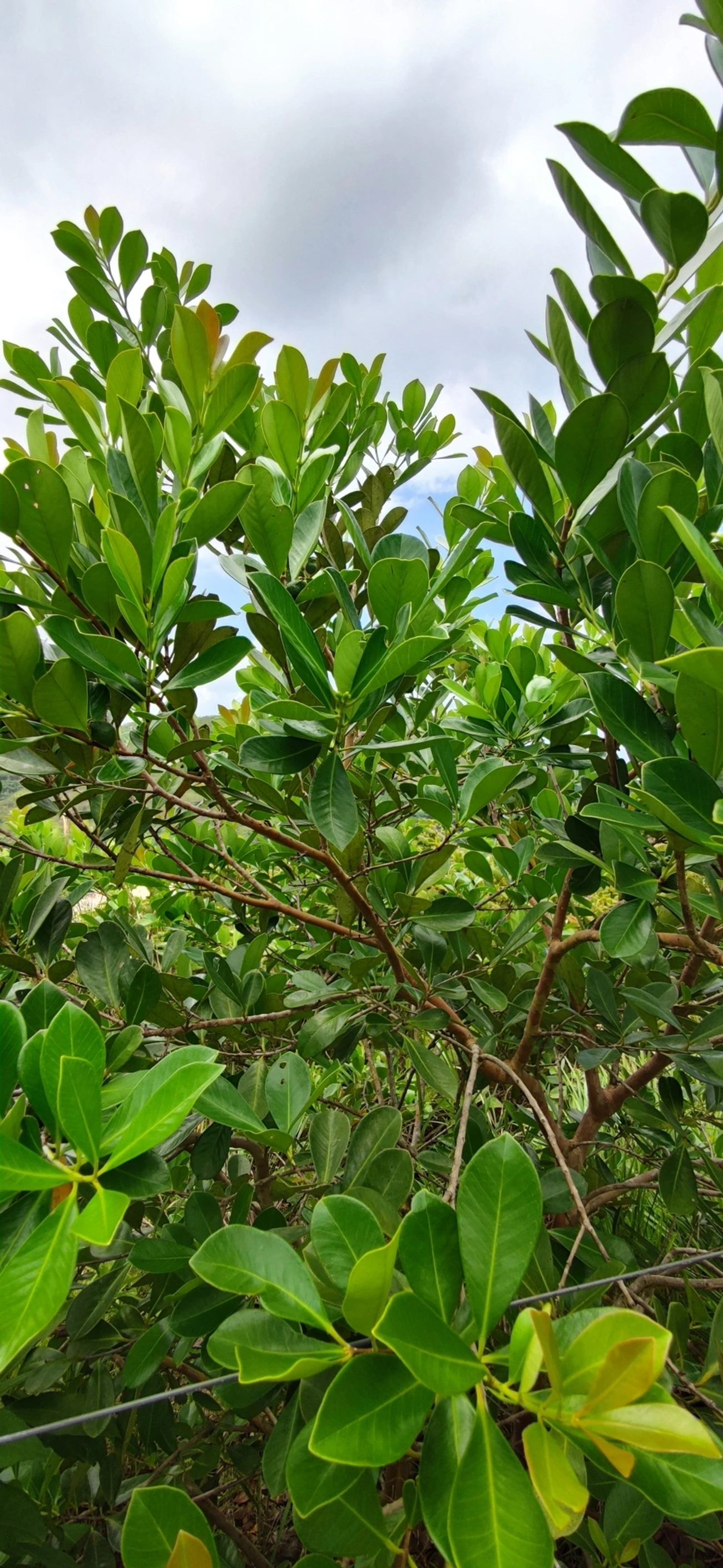 Araçá (Psidium cattleyanum), plantas, fotografado em Paúba, São Sebastião