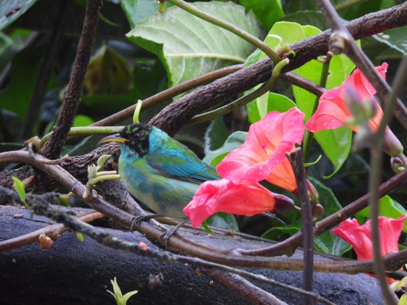 Saí-verde (Chlorophanes spiza), aves, fotografado em Maresias, São Sebastião