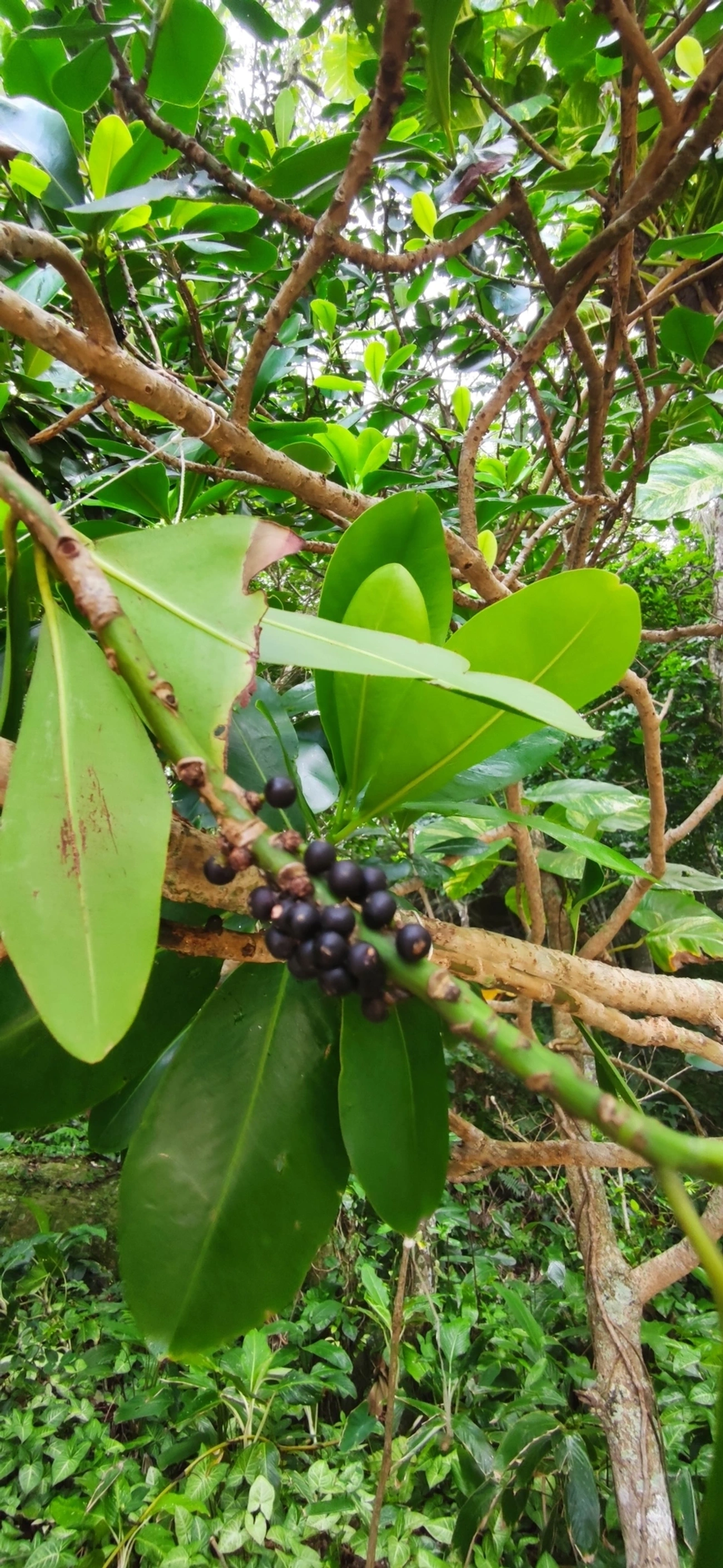 Capororoca (Myrsine umbellata), plantas, fotografado em Paúba, São Sebastião