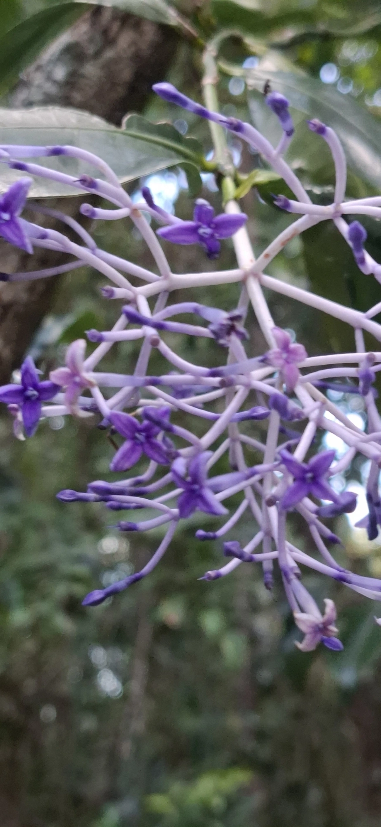 Faramea, plantas, fotografado em Enxovas, Ilhabela