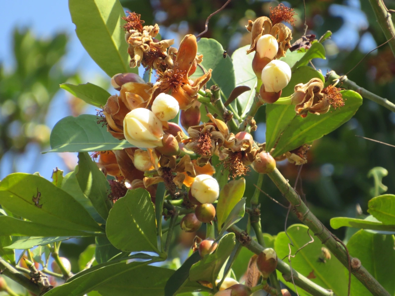 Bombacoideae, plantas, fotografado em Maresias, São Sebastião