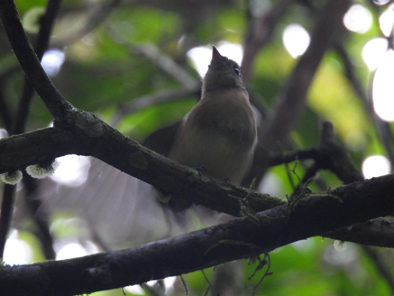 Assanhadinho (Myiobius barbatus), aves, fotografado em Boiçucanga, São Sebastião