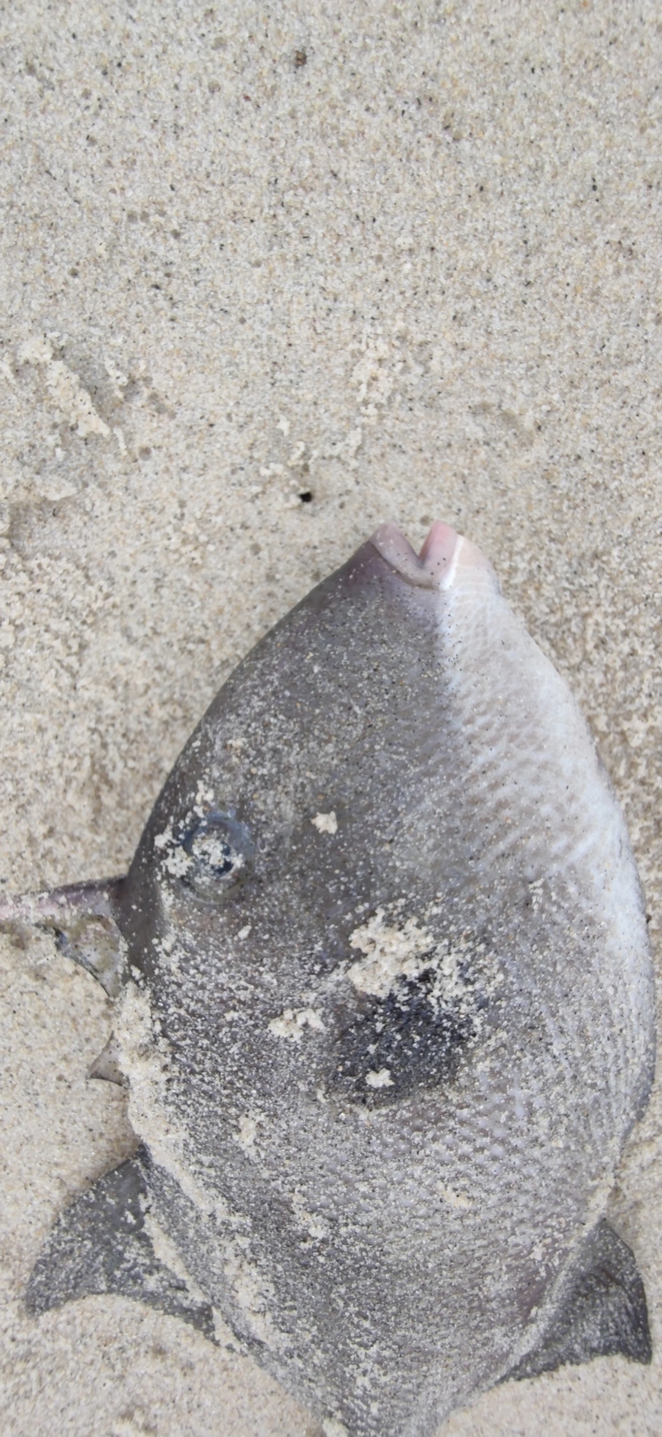 Cangulo (Balistes capriscus), peixes, fotografado em Maresias, São Sebastião