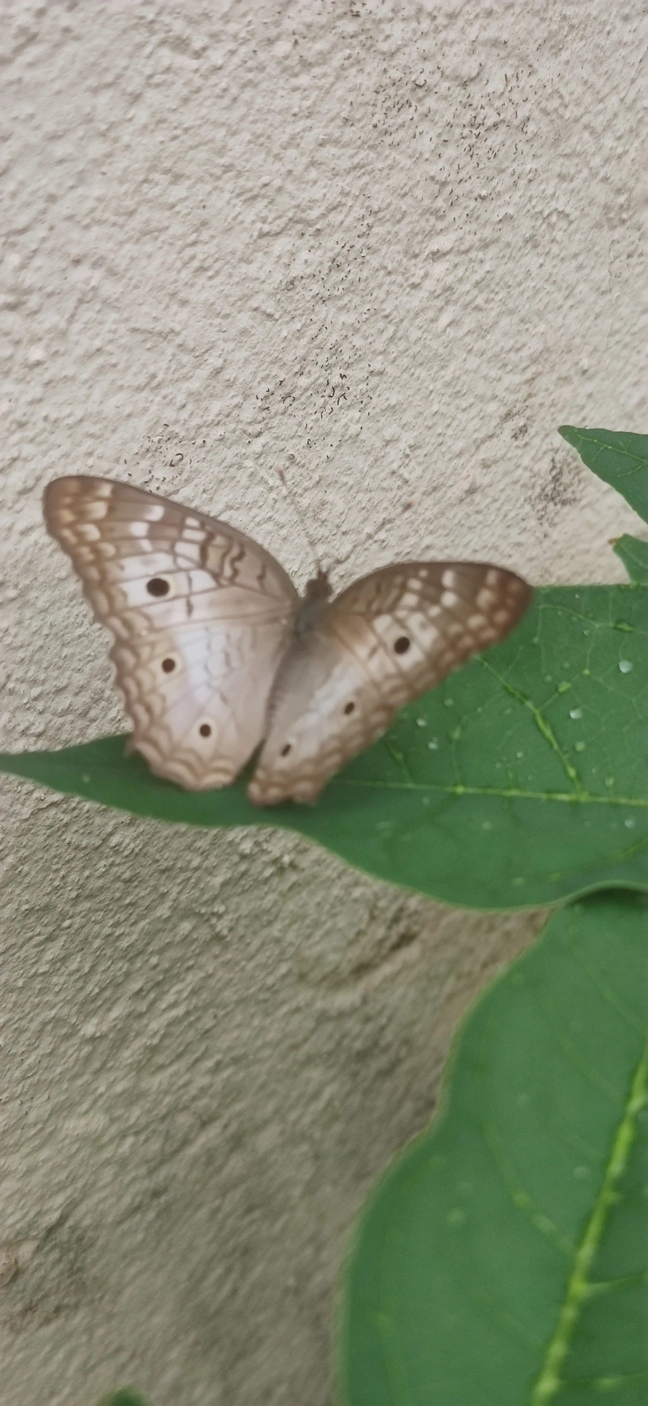 Borboleta-pavão-branco (Anartia jatrophae), insetos, fotografado em Maresias, São Sebastião