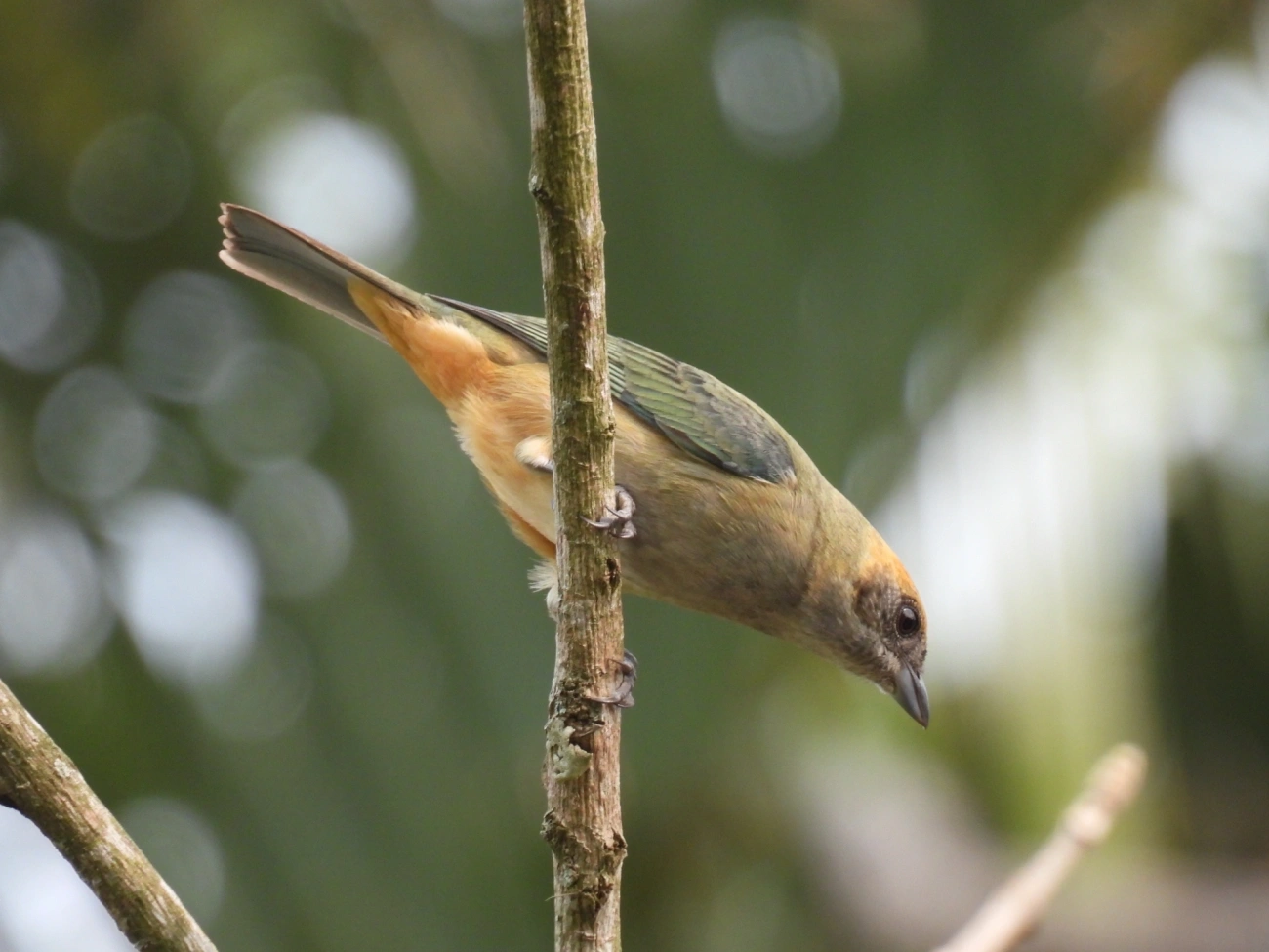 Saíra-amarela (Stilpnia cayana), aves, fotografado em Santa Branca