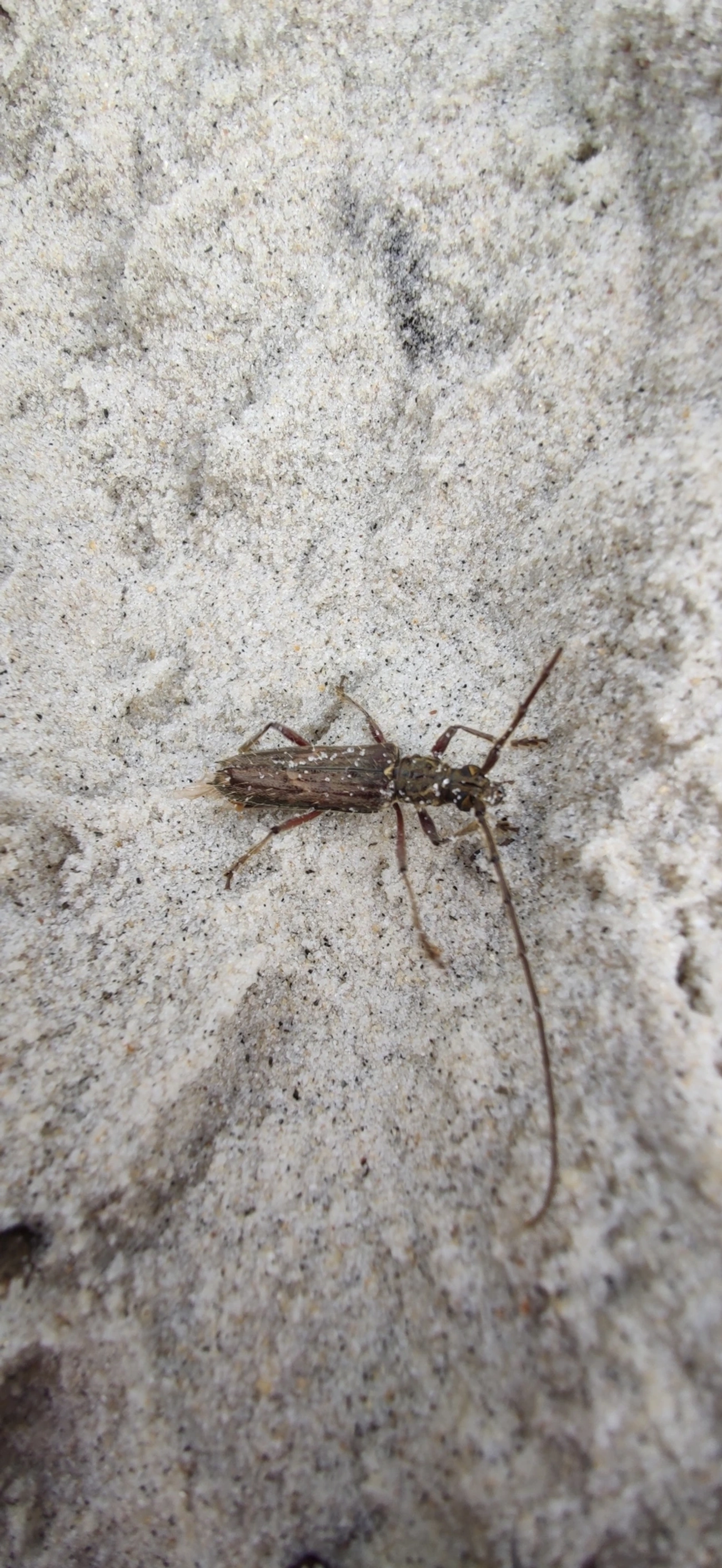 Besouro-serra-pau (Eurysthea lacordairei), insetos, fotografado em Maresias, São Sebastião