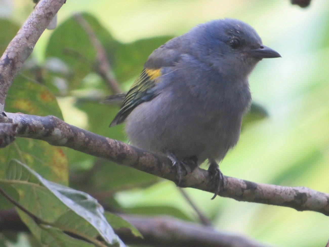 Sanhaçu-de-encontro-amarelo (Thraupis ornata), aves, fotografado em Maresias, São Sebastião