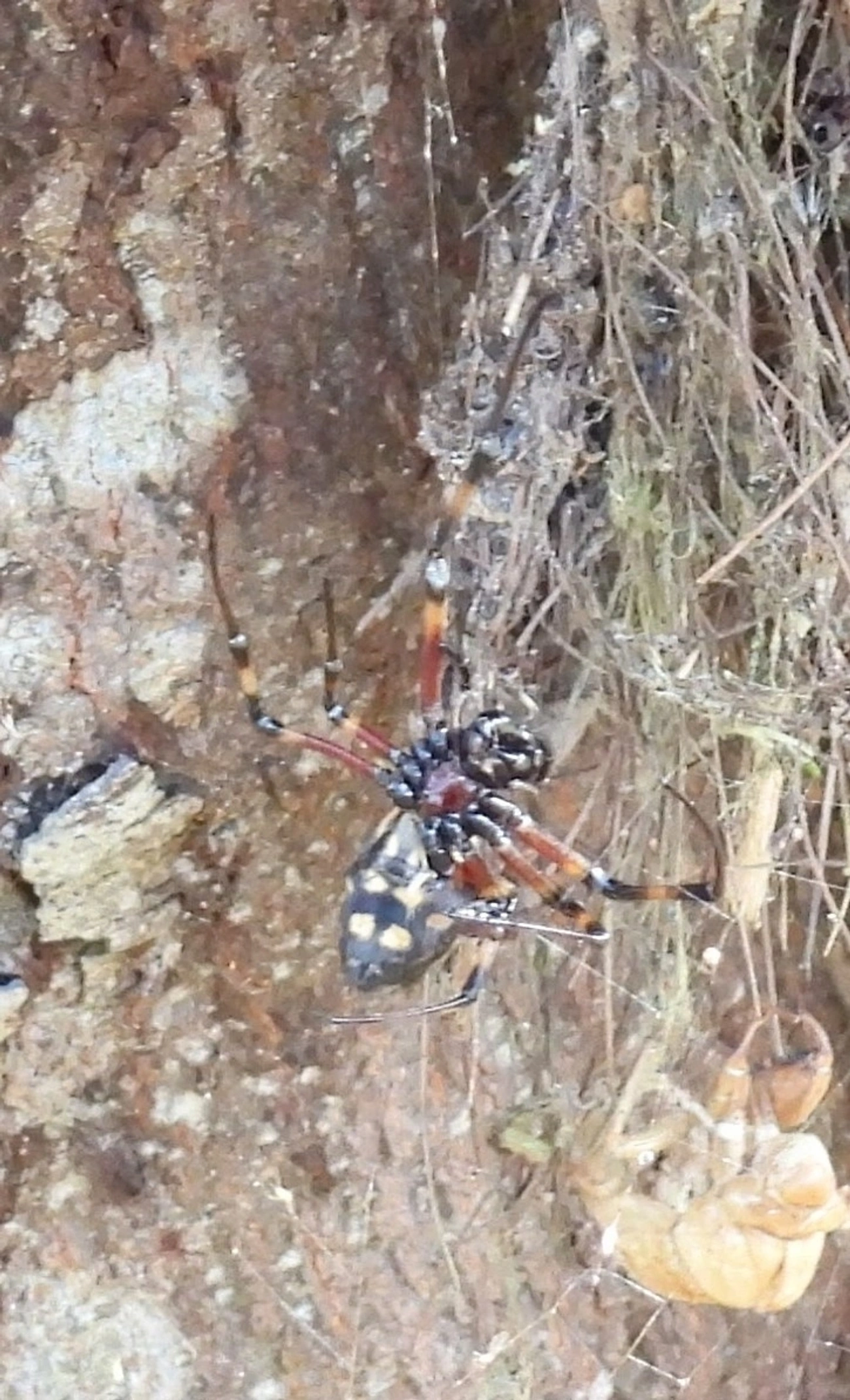 Maria-bola (Nephilingis cruentata), aracnídeos, fotografado em Queluz