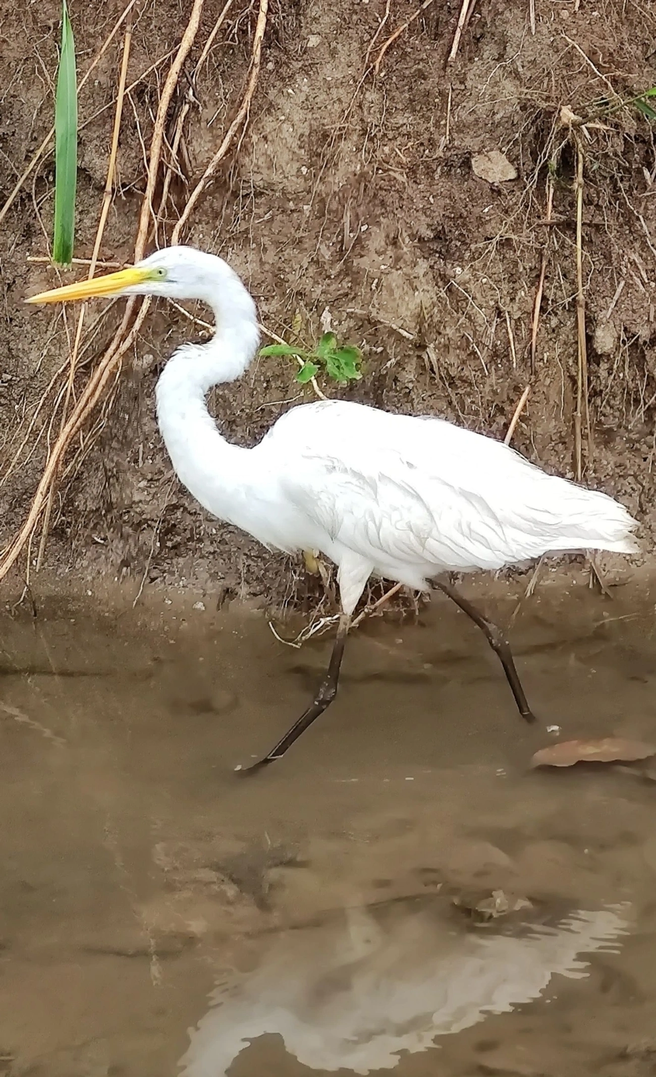 Garça-branca-grande (Ardea alba), aves, fotografado em Maresias, São Sebastião