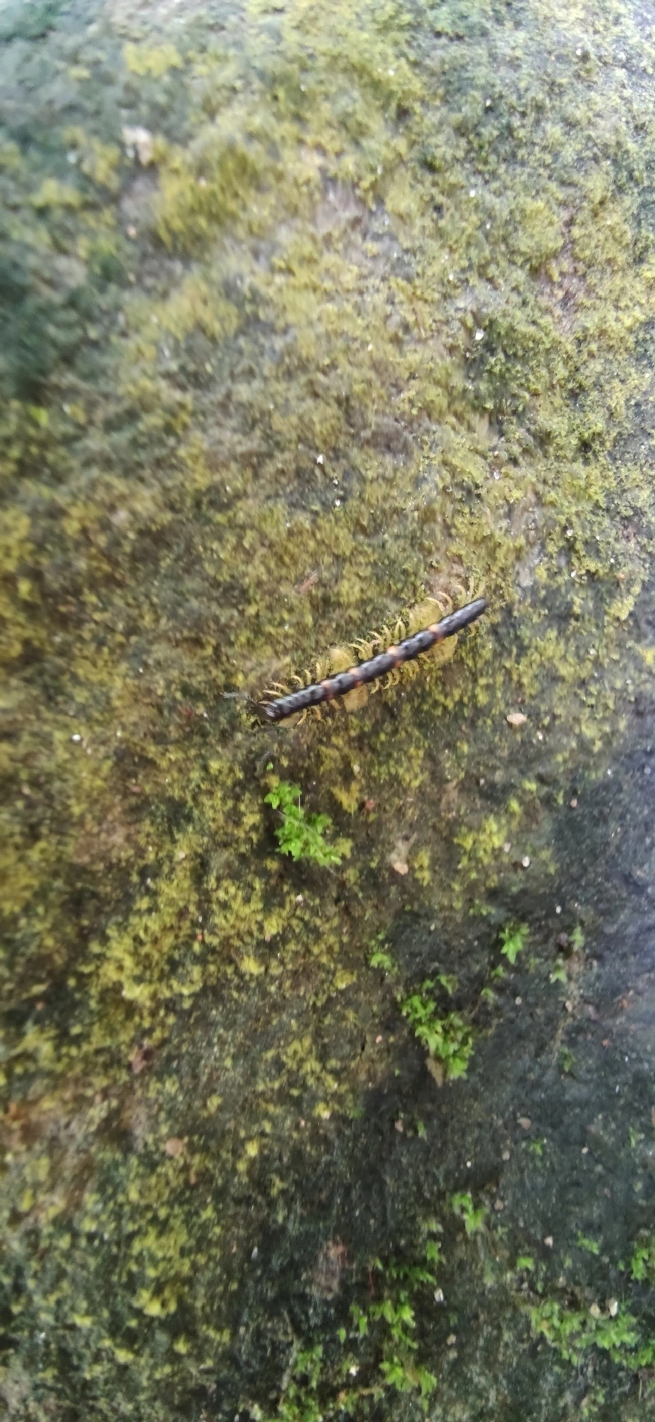 Polydesmida, outros, fotografado em Maresias, São Sebastião