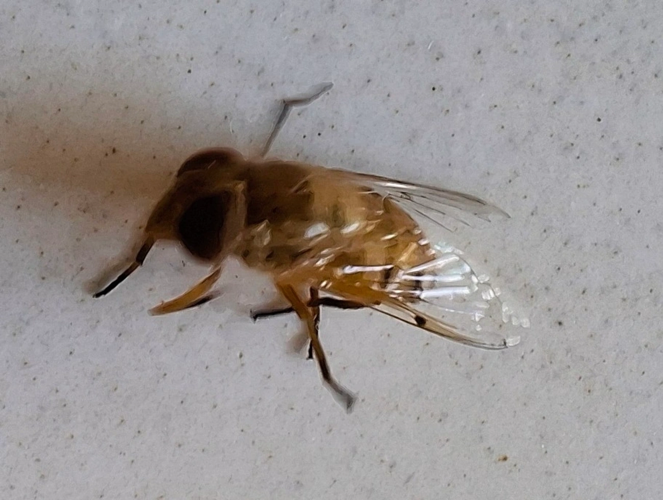Mosca-de-bromélia-de-seis-manchas (Copestylum sexmaculatum), insetos, fotografado em Maresias, São Sebastião