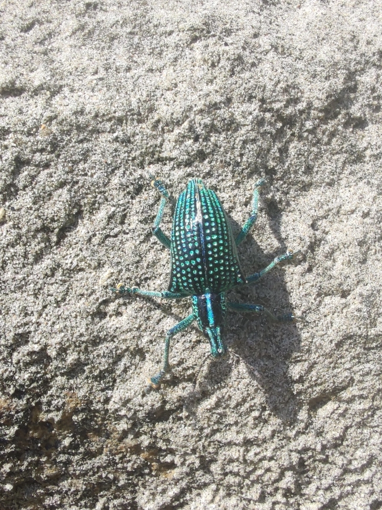 Gorgulho-diamante (Entimus imperialis), insetos, fotografado em Maresias, São Sebastião