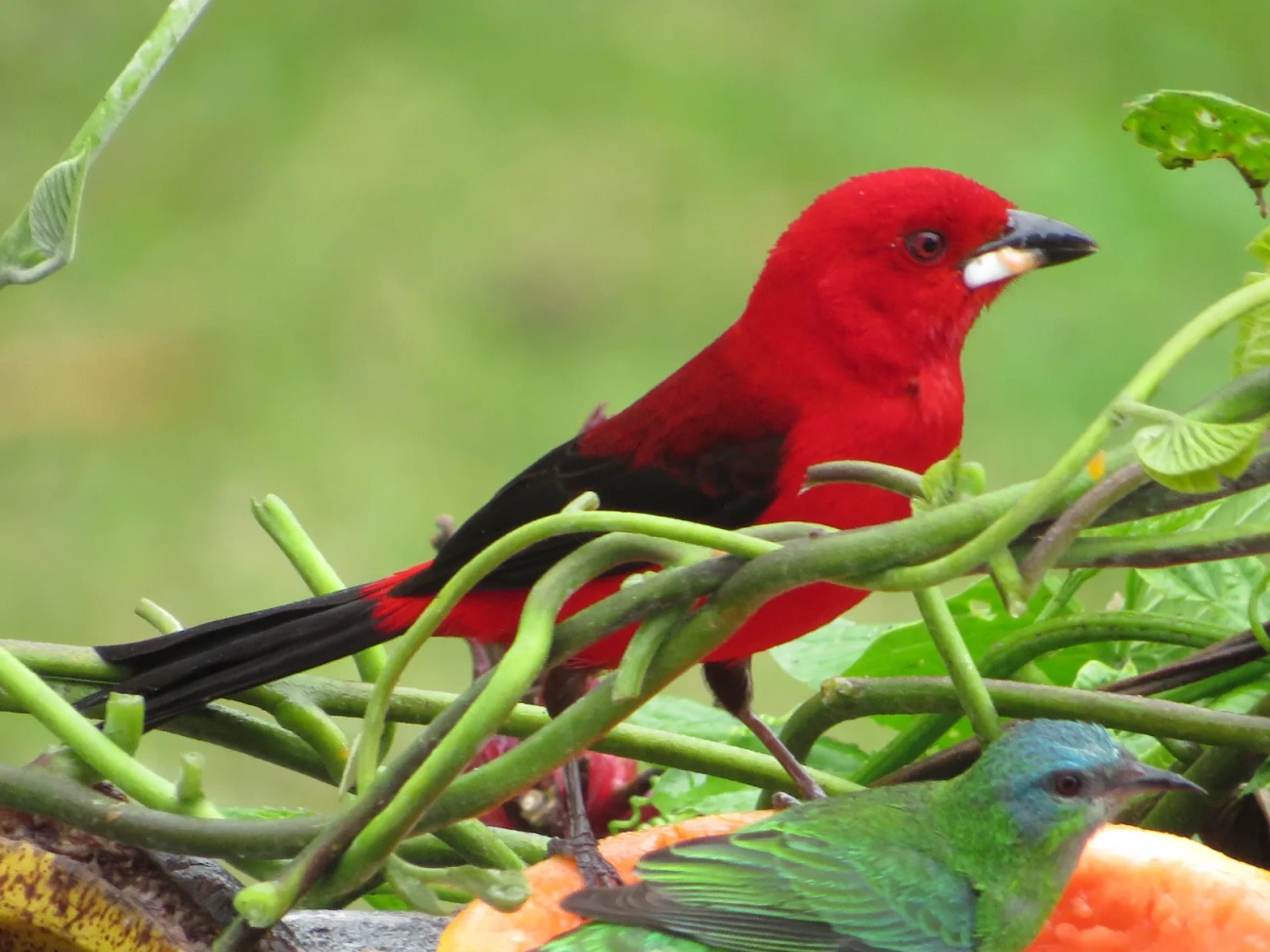 Tiê-sangue (Ramphocelus bresilius), aves, fotografado em Maresias, São Sebastião