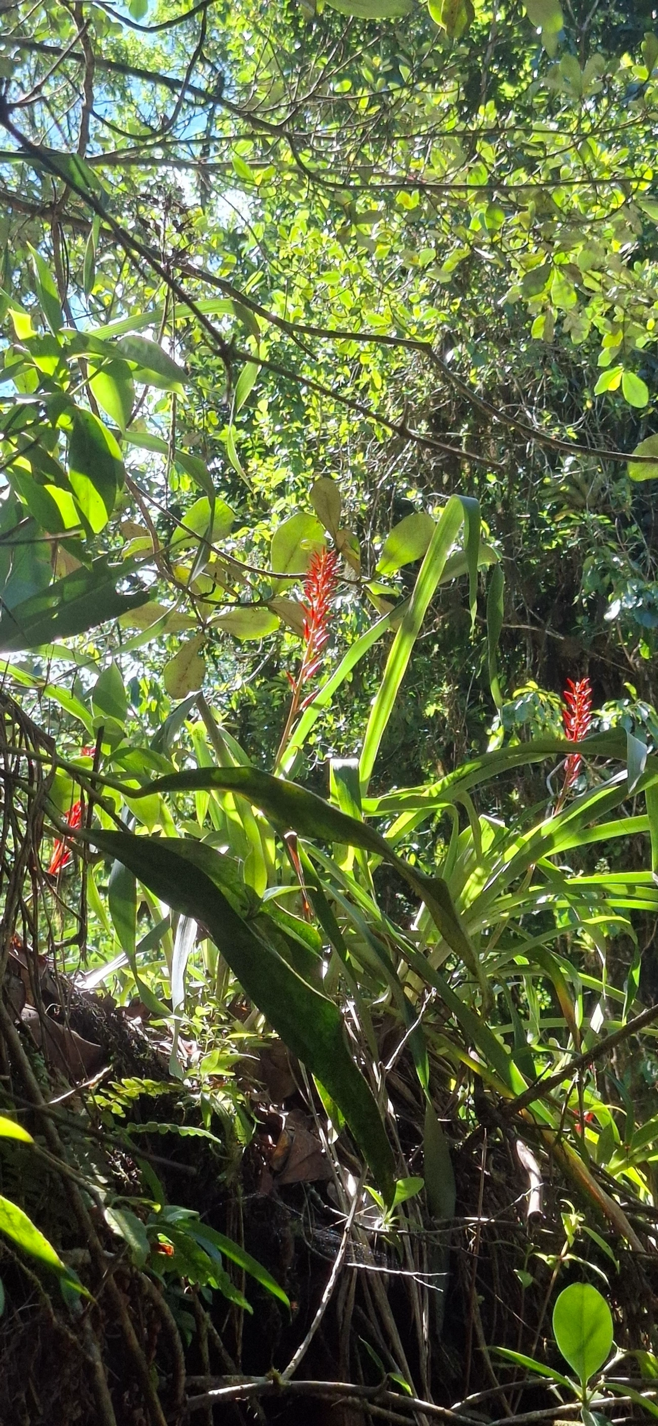 Pitcairnia flammea, plantas, fotografado em Queluz