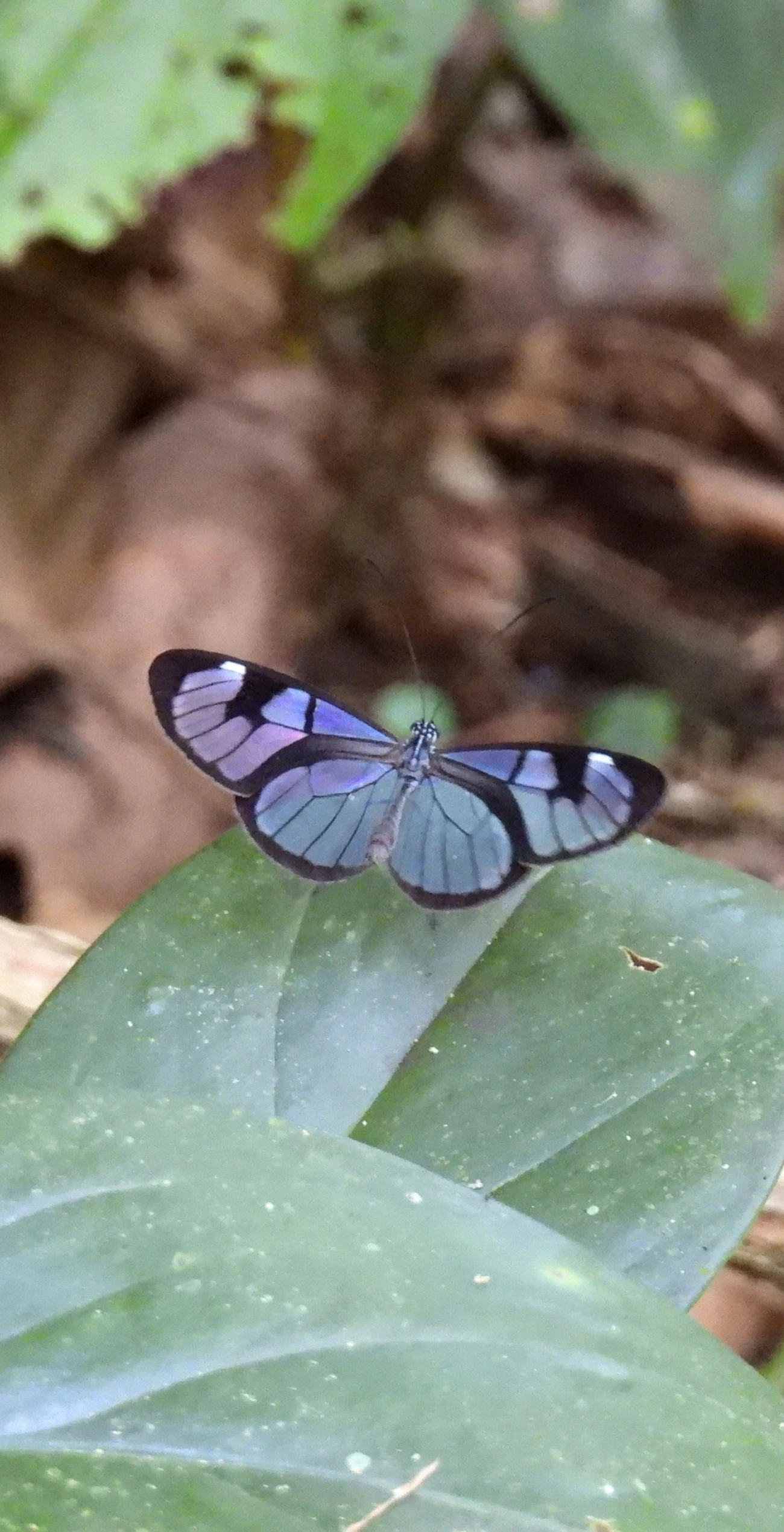 Ithomia, insetos, fotografado em Maresias, São Sebastião