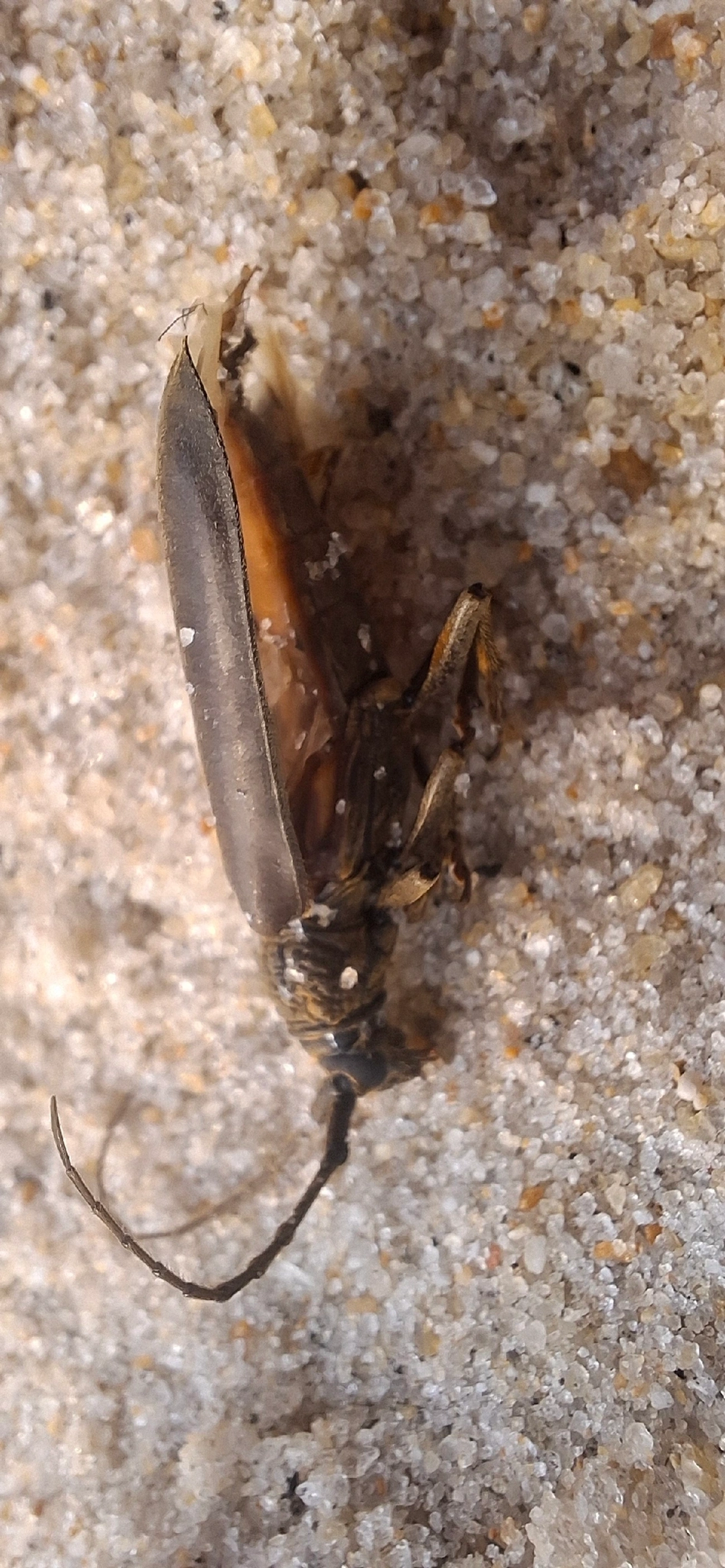 Cerambycinae, insetos, fotografado em Maresias, São Sebastião