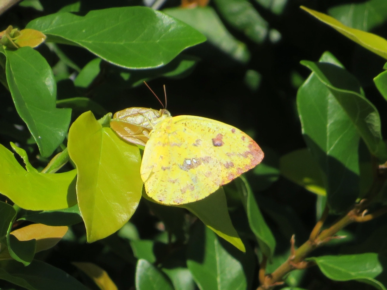 Borboleta-amarela (Phoebis argante), insetos, fotografado em Maresias, São Sebastião