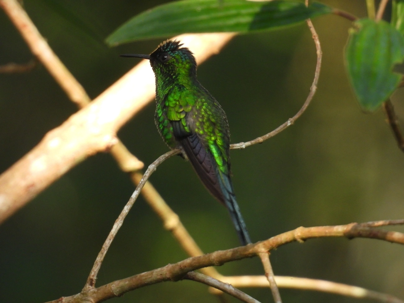 Beija-flor-de-fronte-violeta (Thalurania glaucopis), aves, fotografado em Cananéia