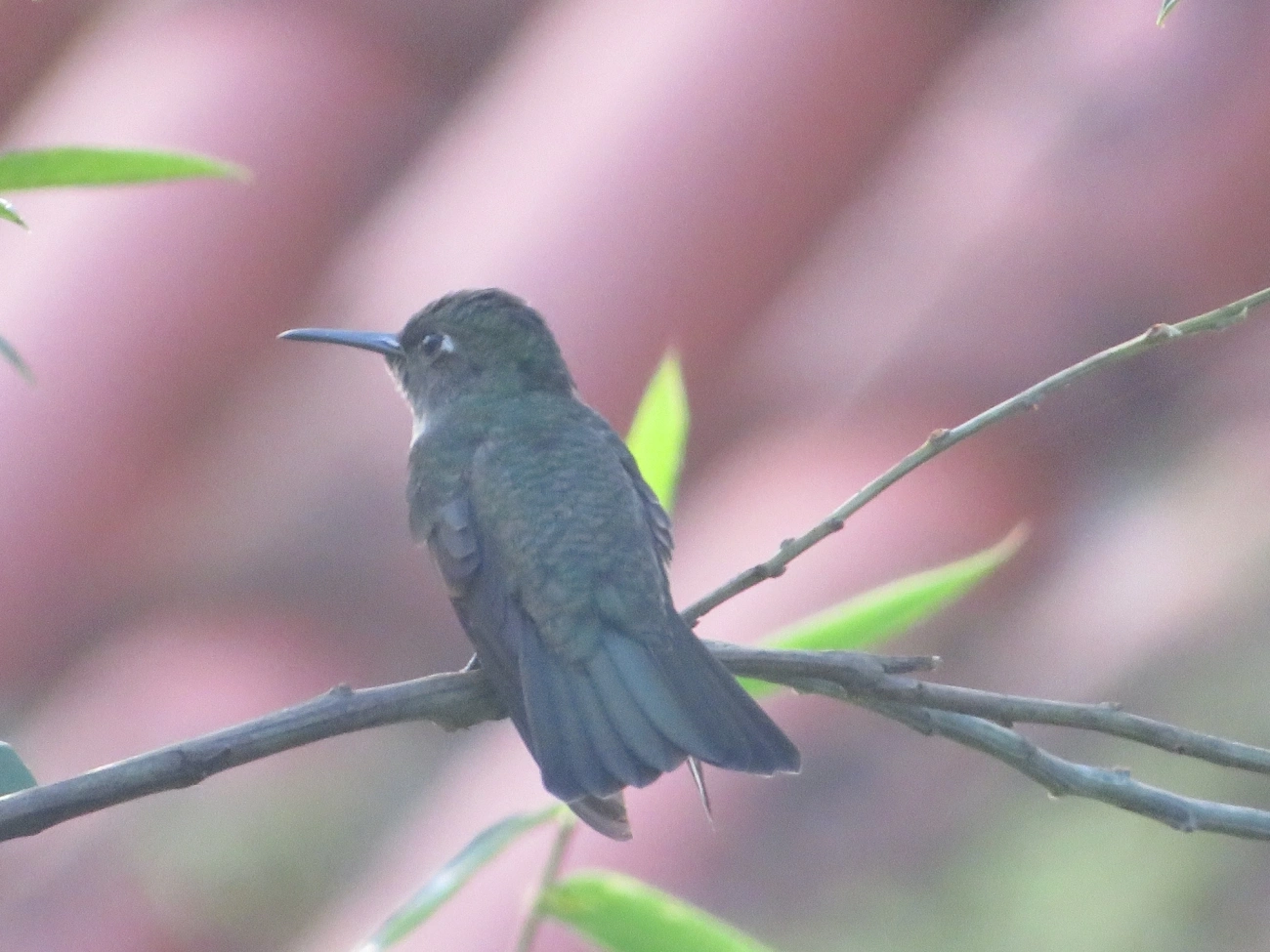 Beija-flor-cinza (Eupetomena cirrochloris), aves, fotografado em Maresias, São Sebastião