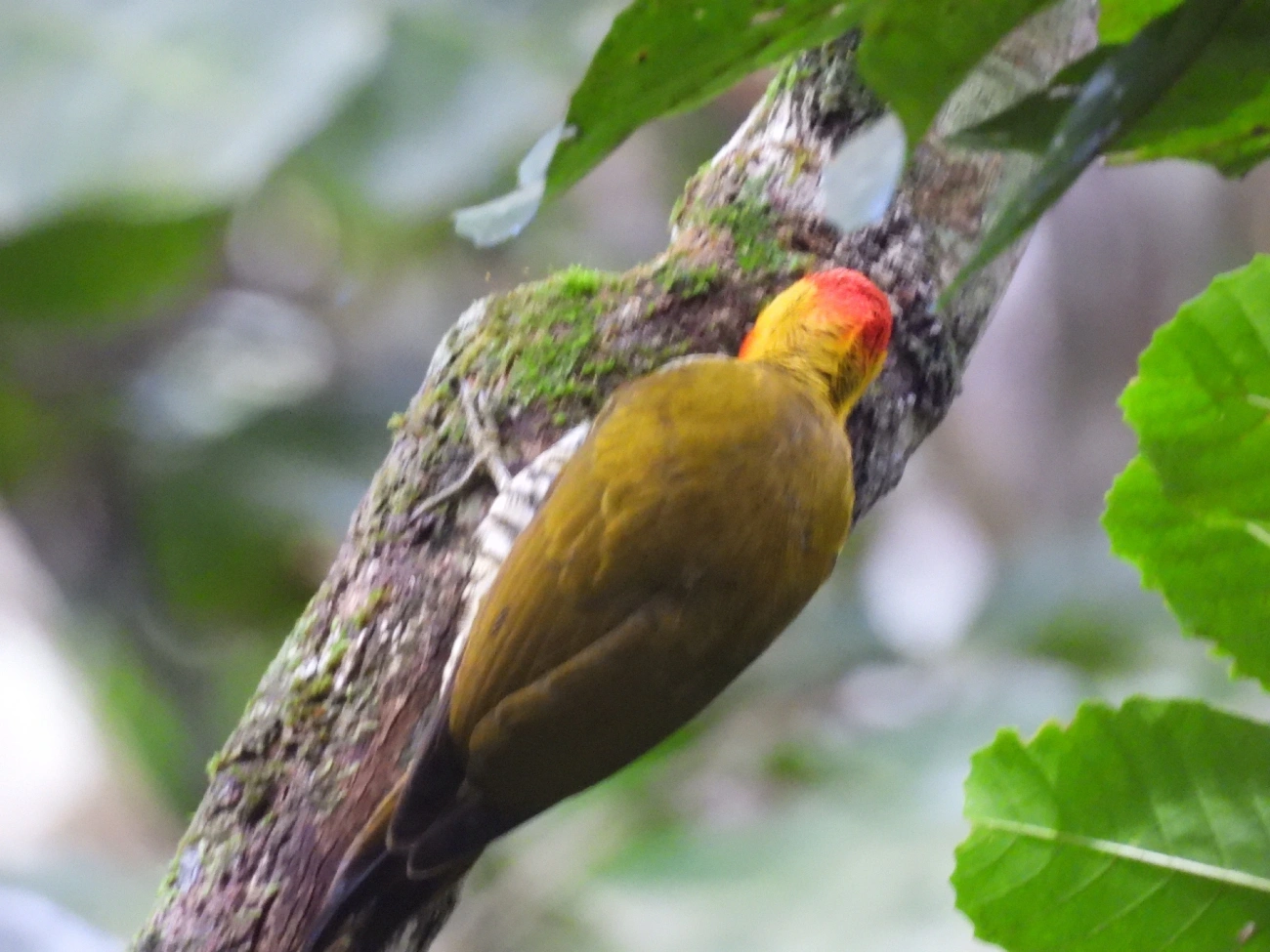 Pica-pau-bufador (Piculus flavigula), aves, fotografado em Maresias, São Sebastião