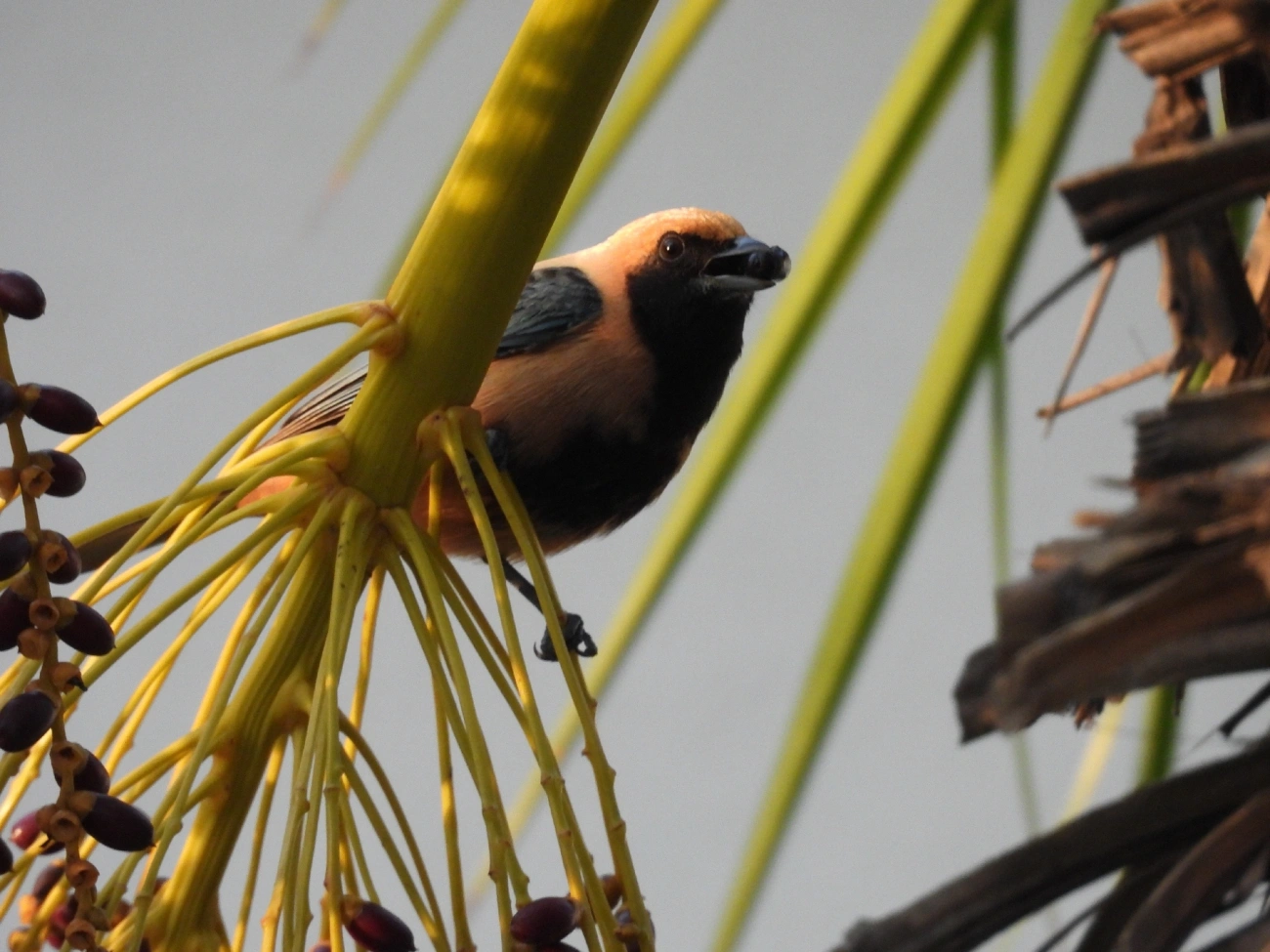 Saíra-amarela (Stilpnia cayana), aves, fotografado em Rua Coronel João Leme, Bragança Paulista
