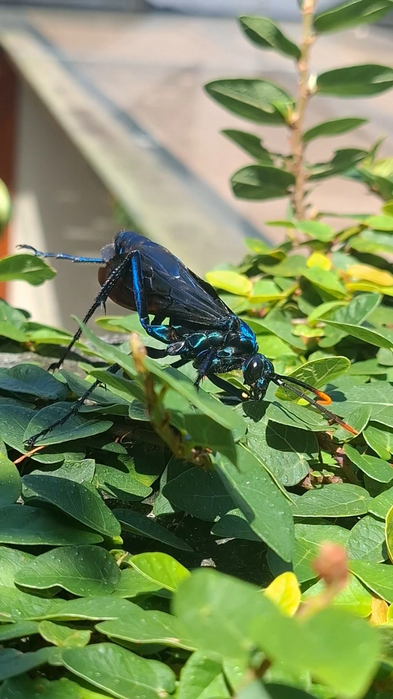 Vespa-caçadora-de-caranguejeira (Pepsis ruficornis), insetos, fotografado em Maresias, São Sebastião