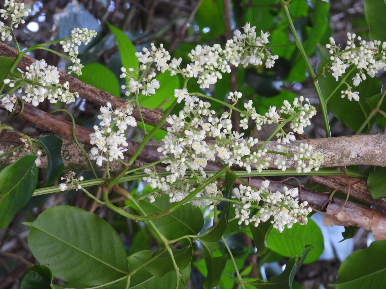 Marinheiro (Guarea guidonia), plantas, fotografado em Maresias, São Sebastião