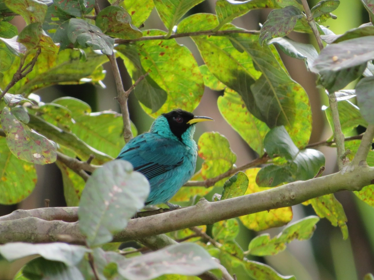 Saí-verde (Chlorophanes spiza), aves, fotografado em Maresias, São Sebastião