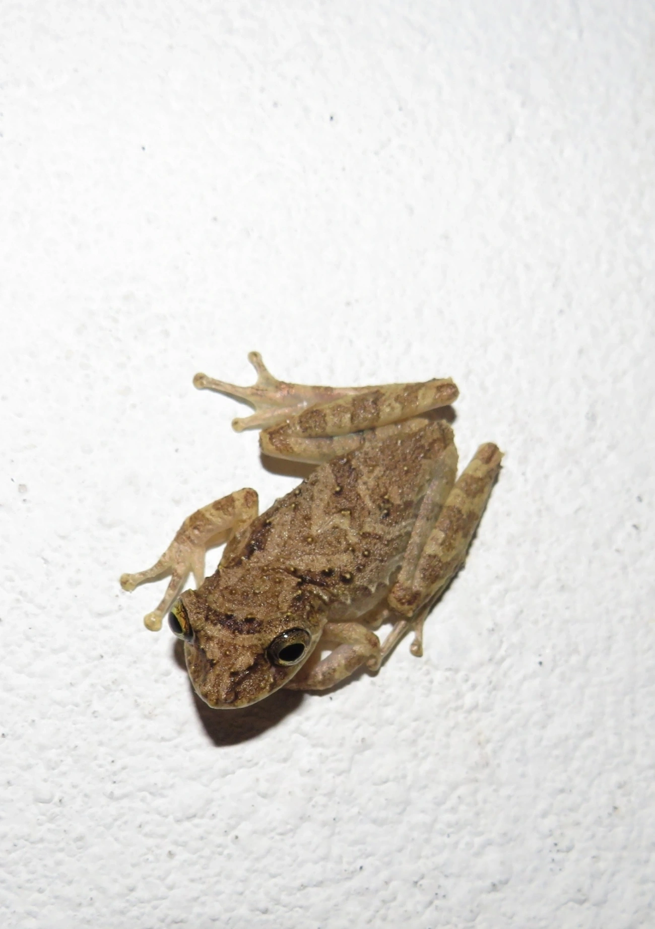 Scinax, anfíbios, fotografado em Maresias, São Sebastião