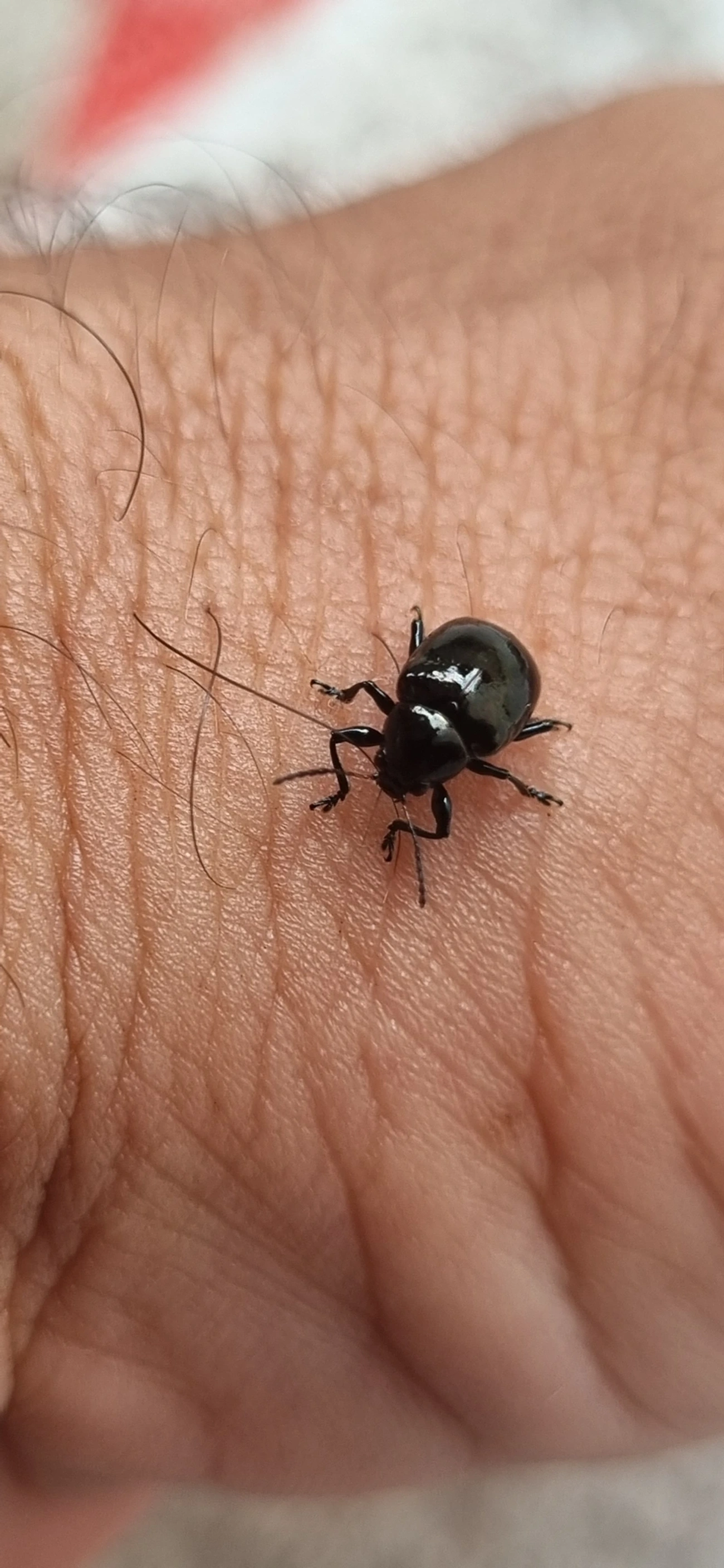 Typophorus, insetos, fotografado em Maresias, São Sebastião